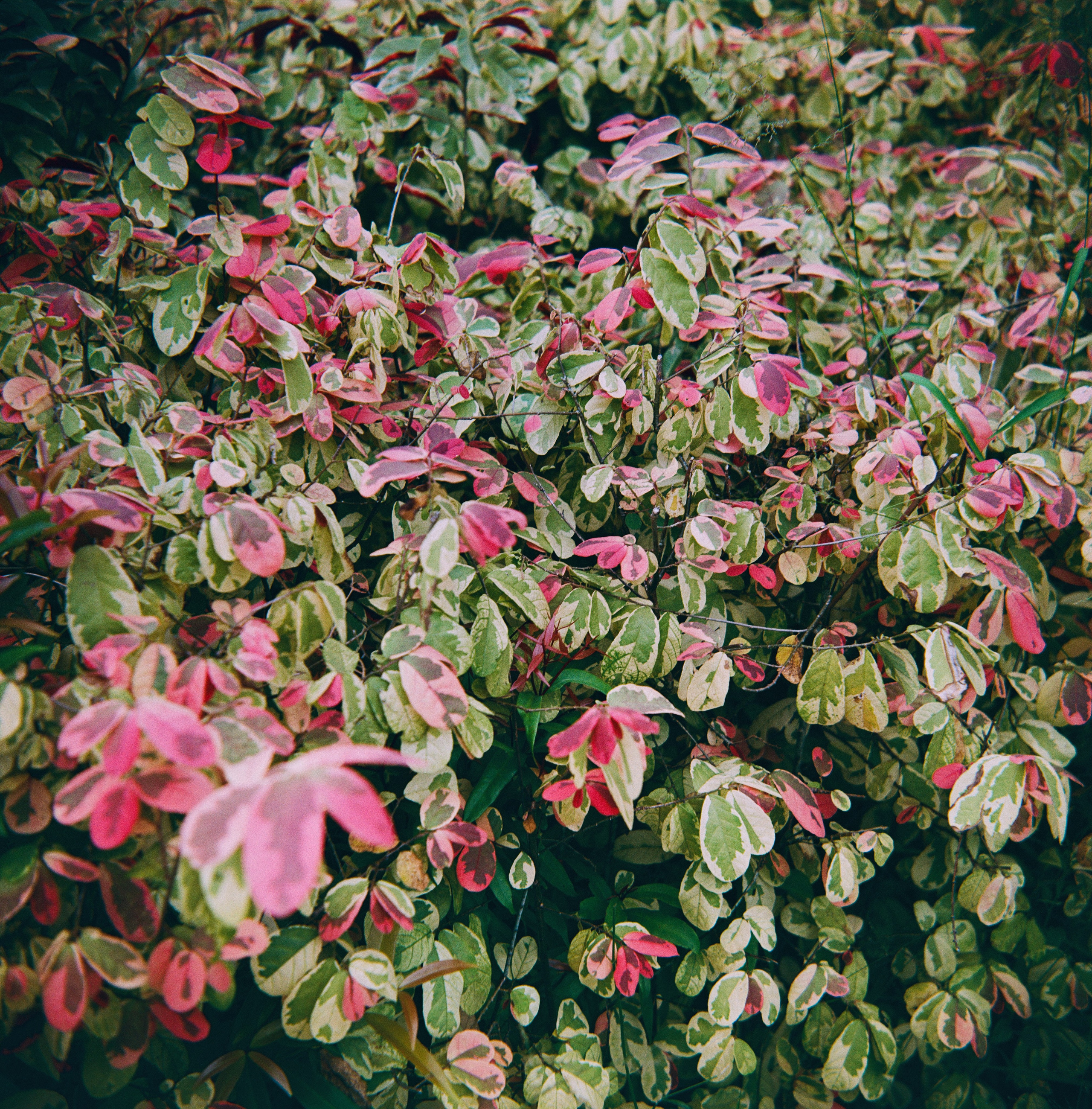 KL Orchid Garden | Barely Somewhere Studio