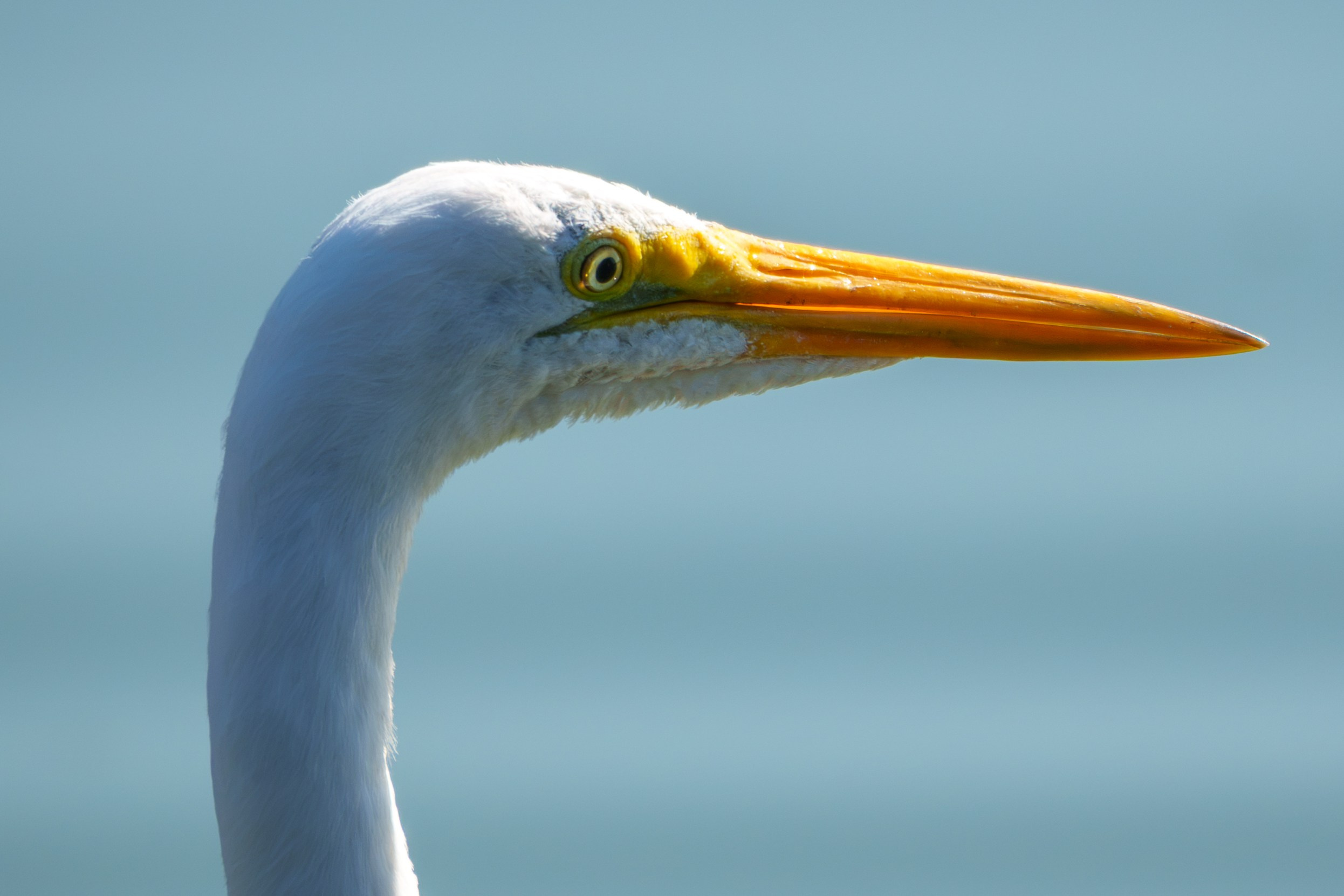 Fauna. Fotografía del día a día. Yuri Marín C