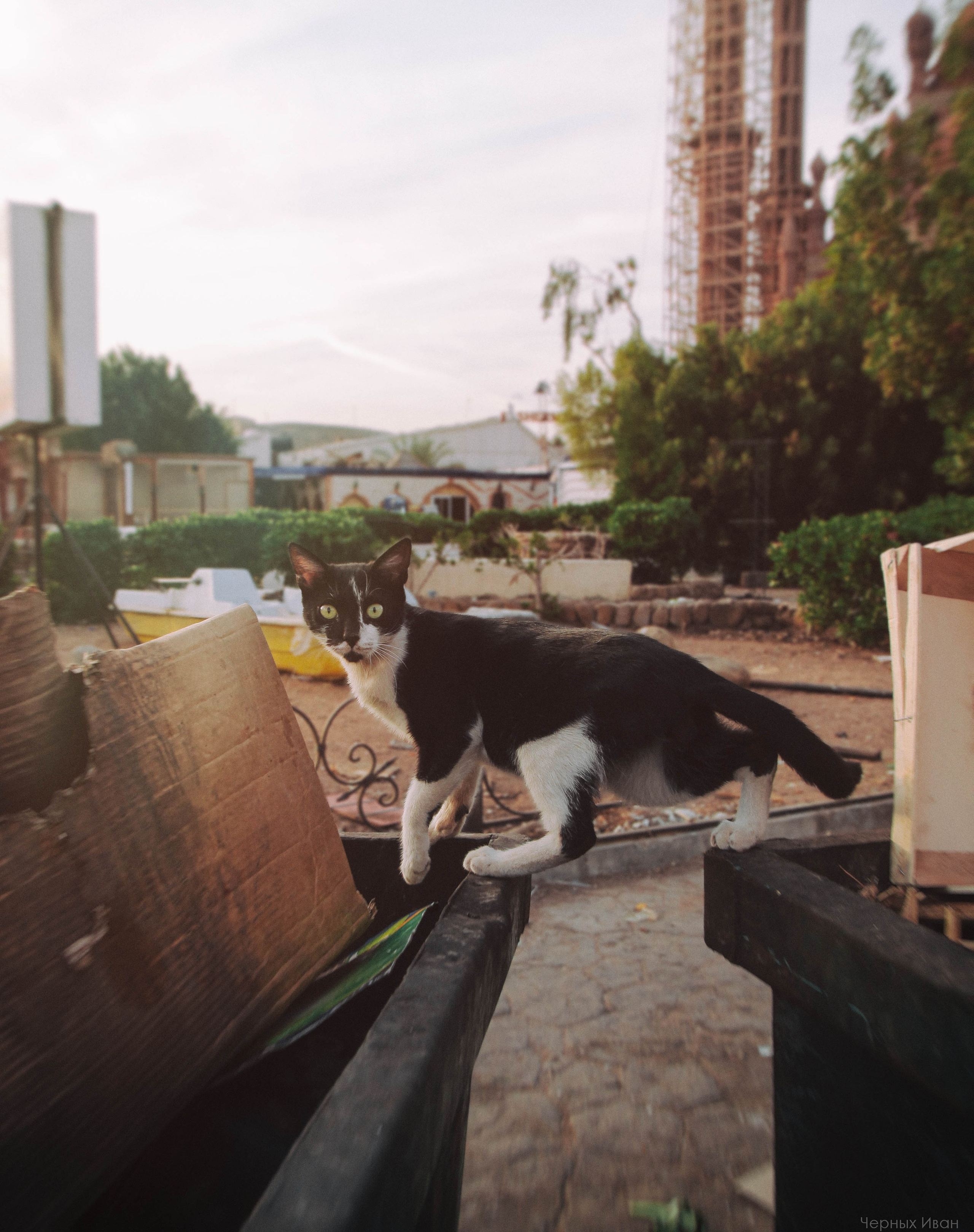 Кот шпедингера. Стрит-фотография, полная абсурда, идиотизма и красоты
