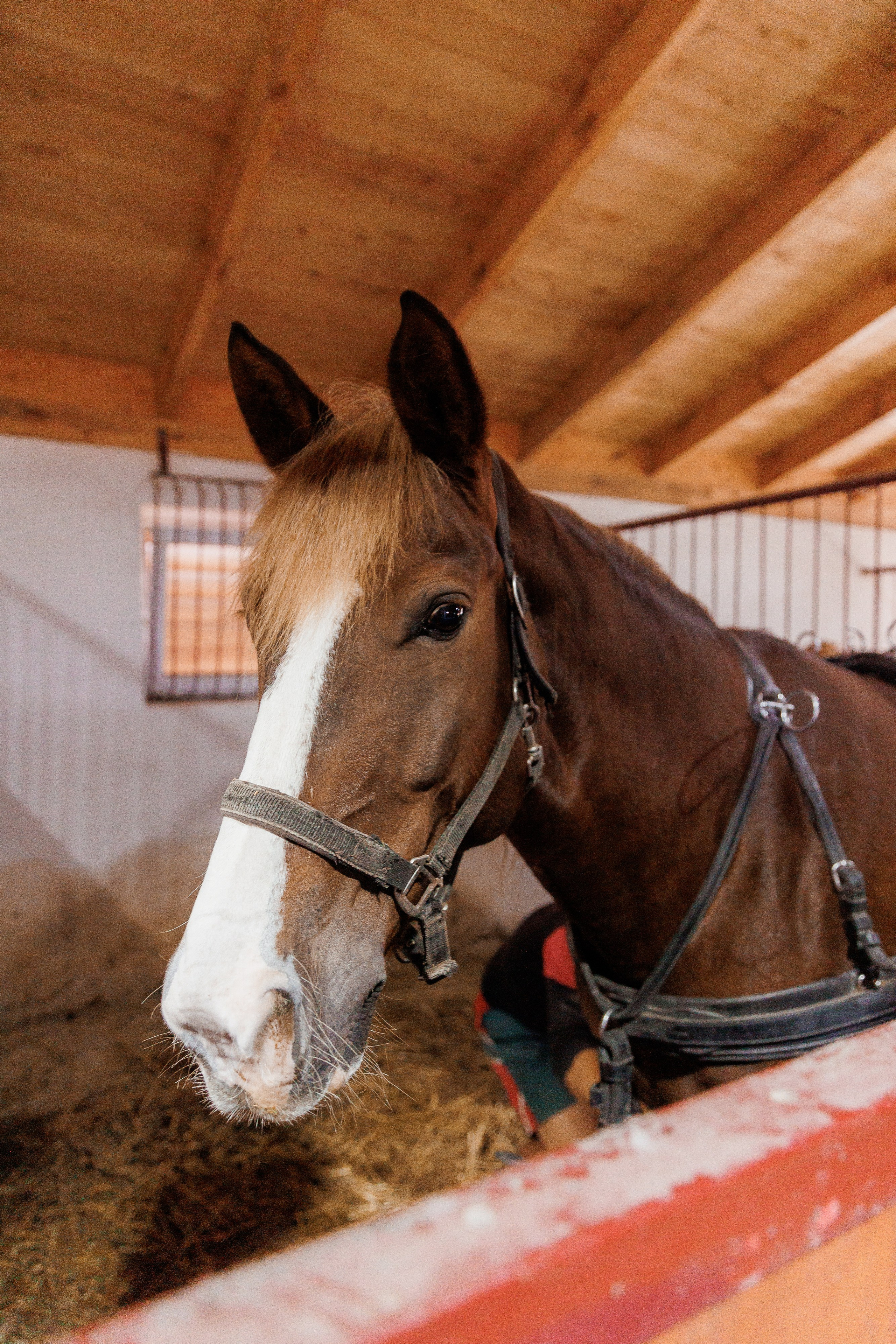 Екопарк Аміла. Ірина Терещук