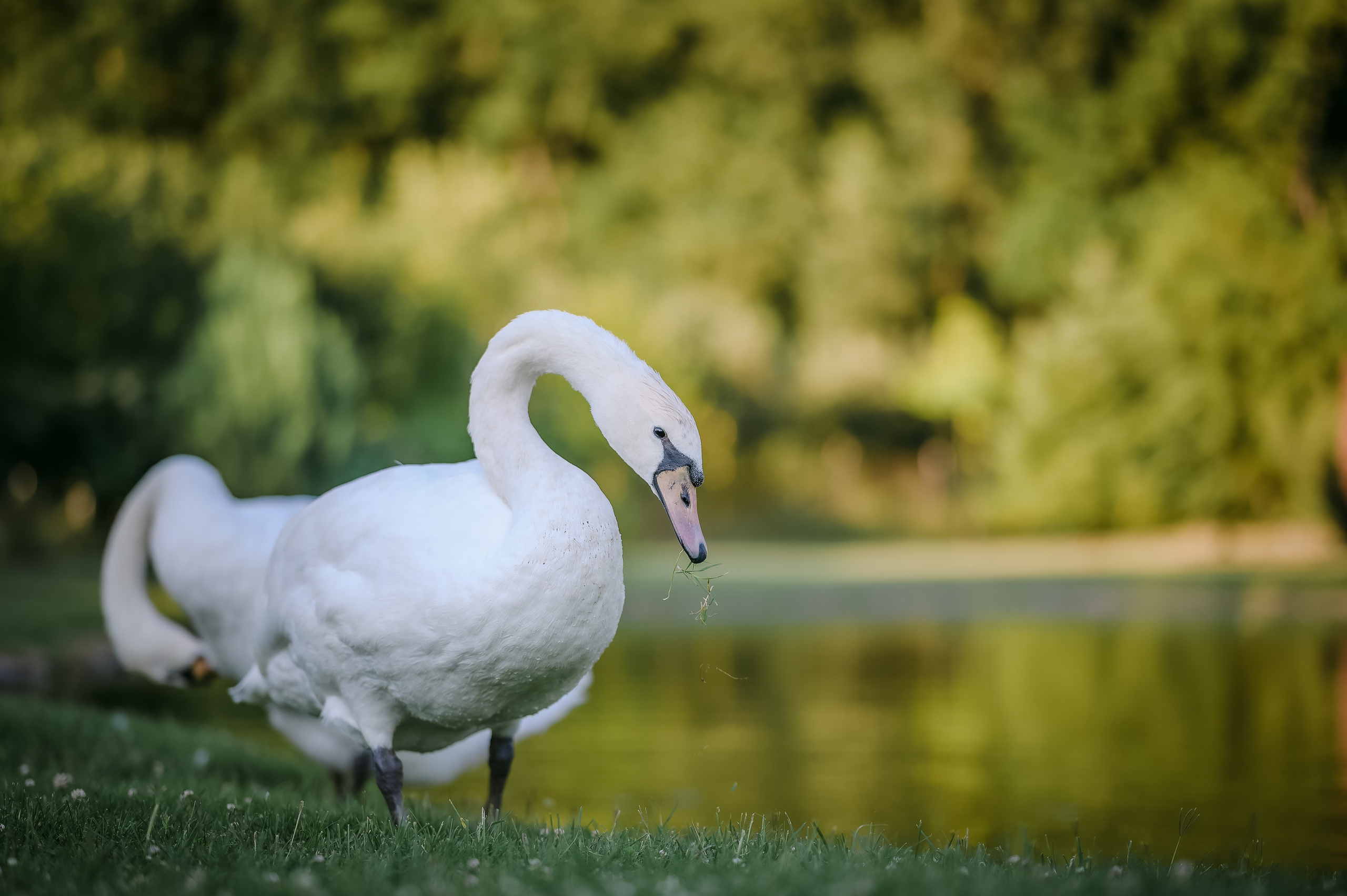Aura & Sergiu Wedding | Elegant Love Story