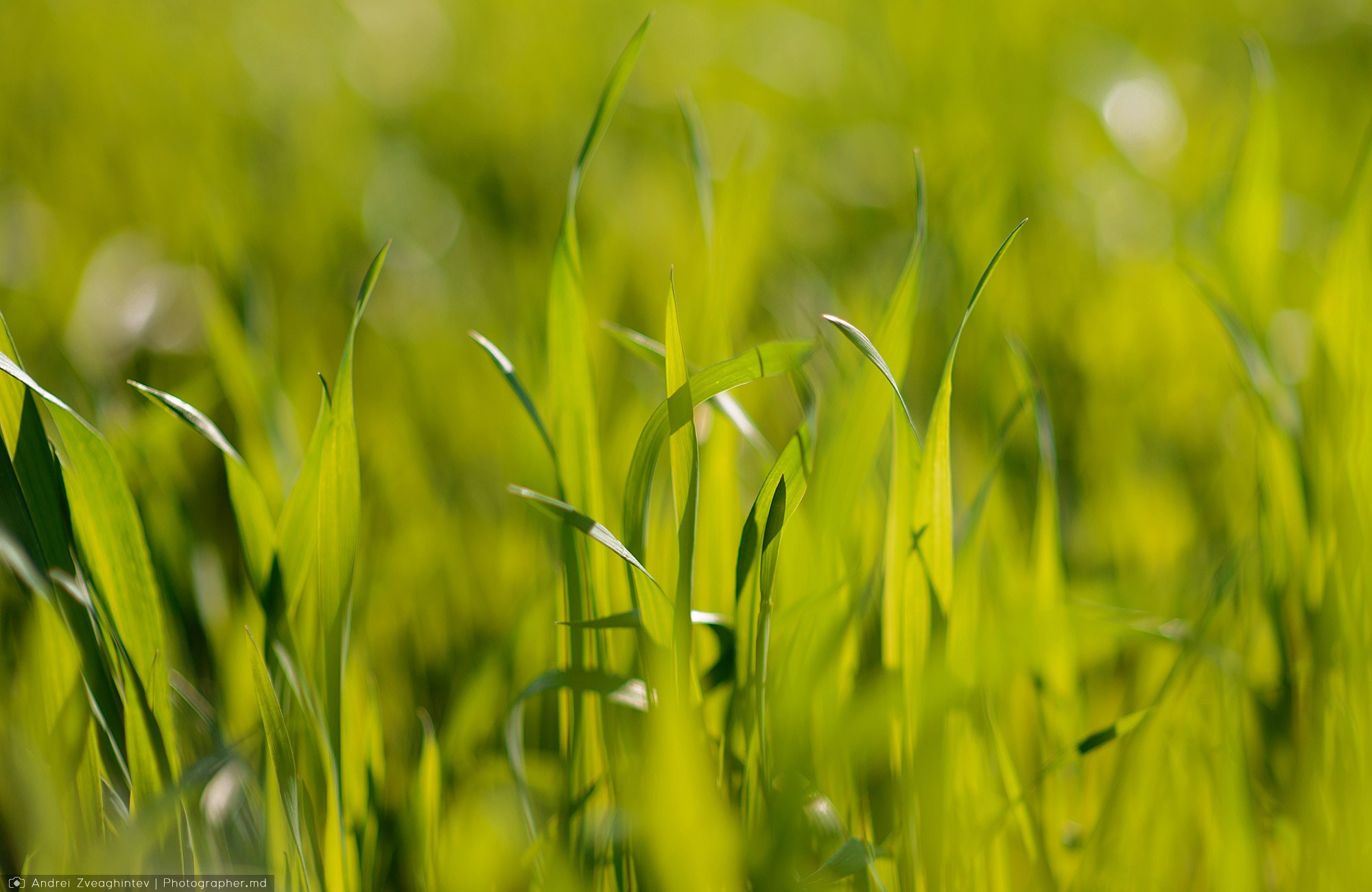 Fotograf natura in Moldova - Andrei Zveaghintev. Fotograf nunta si familie in Moldova, Chisinau - Andrei Zveaghintev