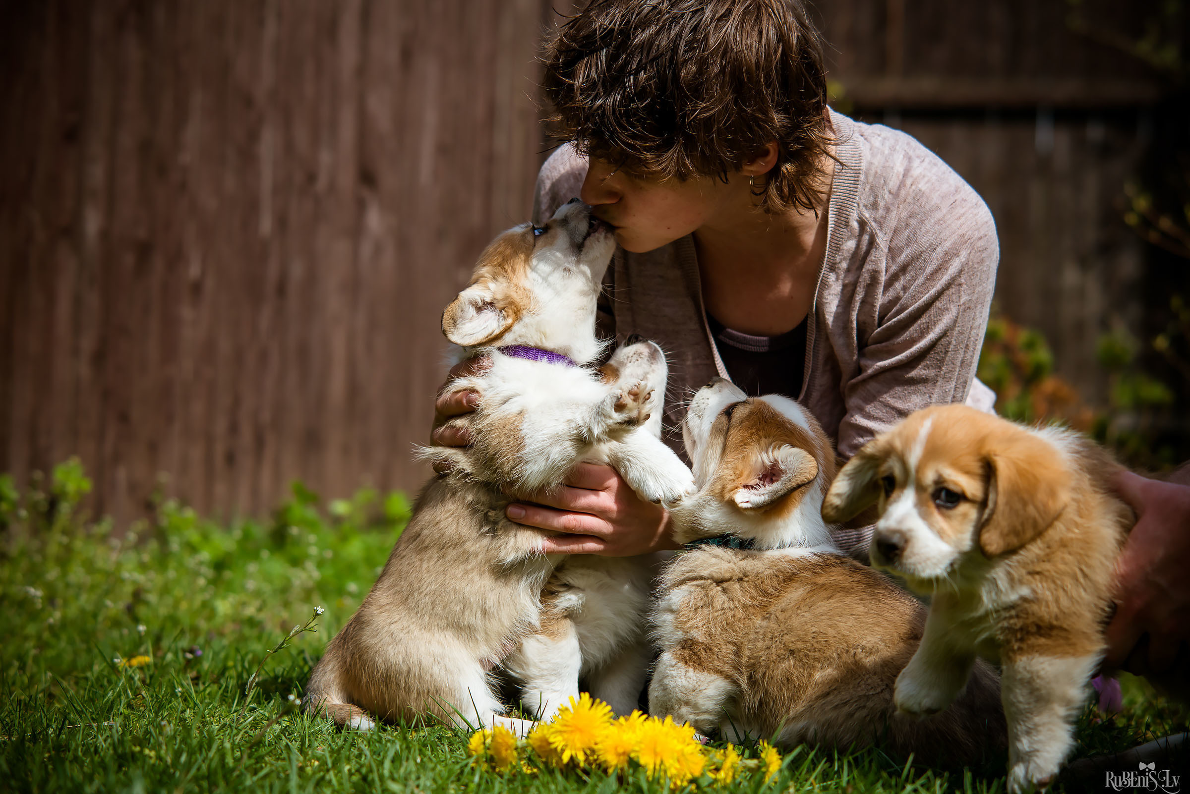 Анна и Марта / Корги и Гриффоны. Фотограф Ромуальд Рубенис и Артемий Сташанс