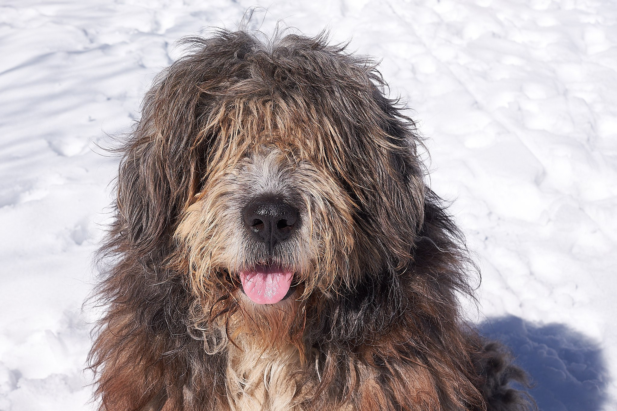 Câini. Pagina principală