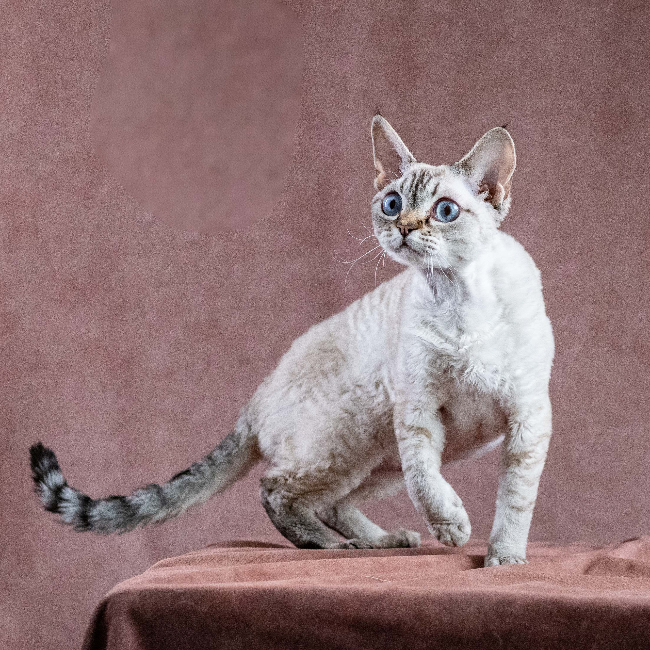 CH Txelfkatz Lolly. Devon Rex Pixie Cattery