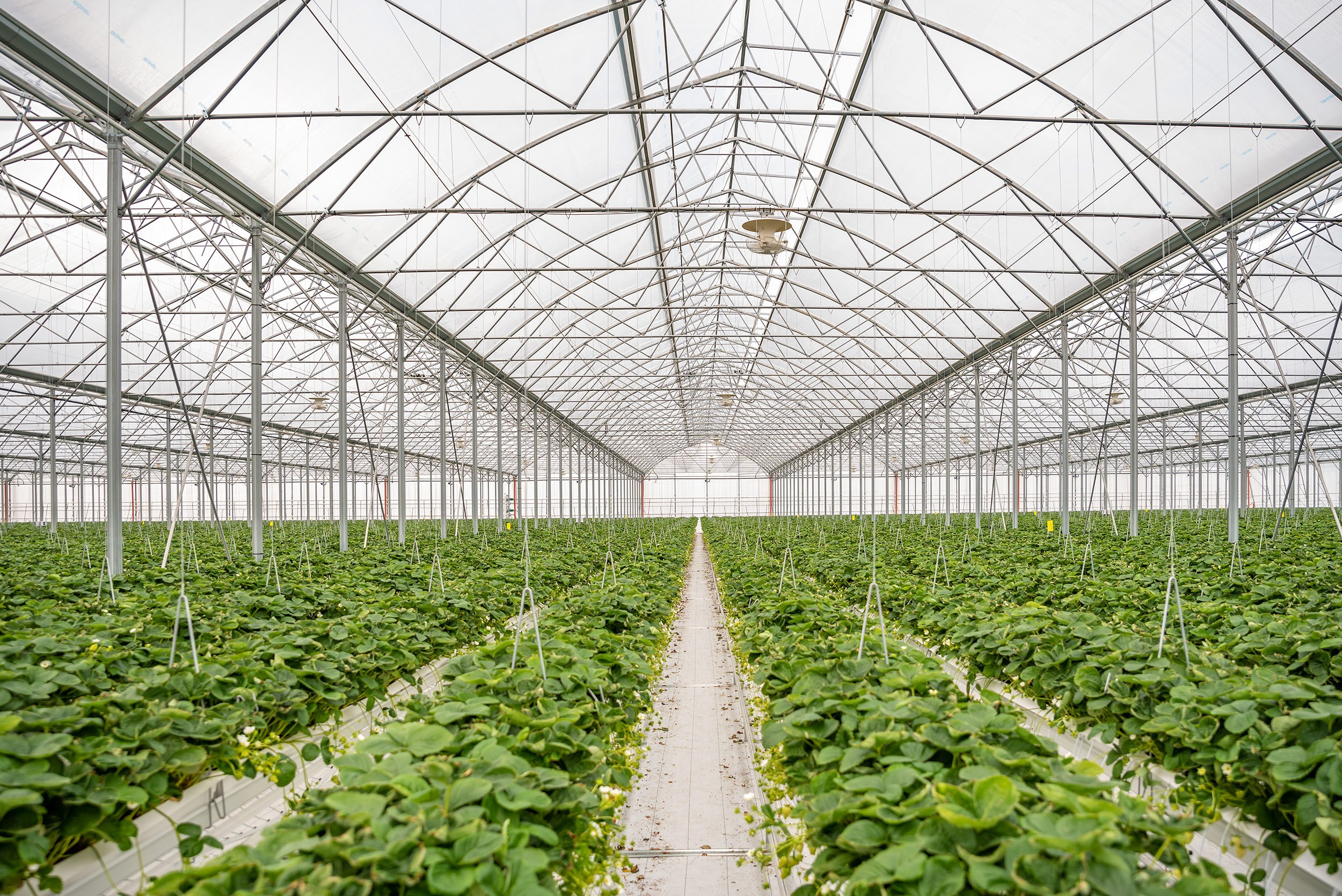 Rockberry. Фотограф в Ереване