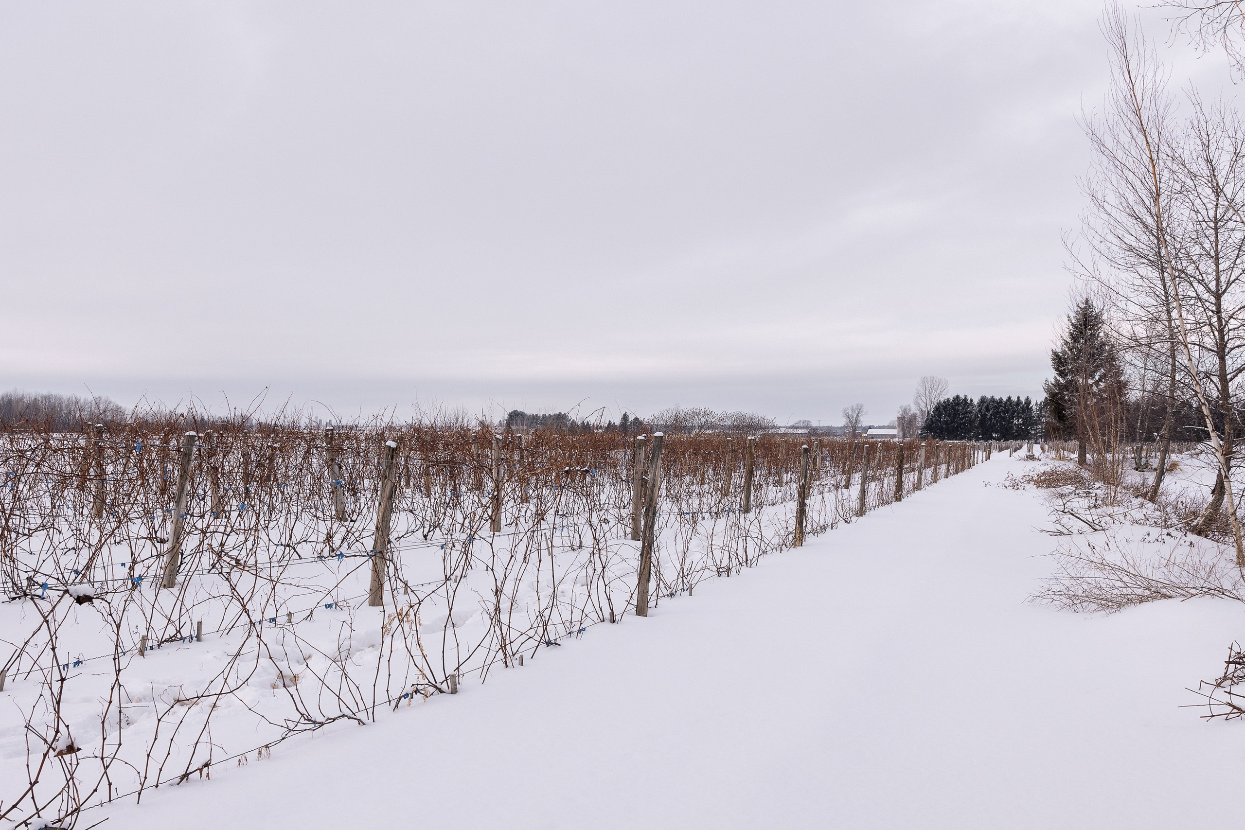 Vignoble et Domaine Beauchemin / Edition January 2025