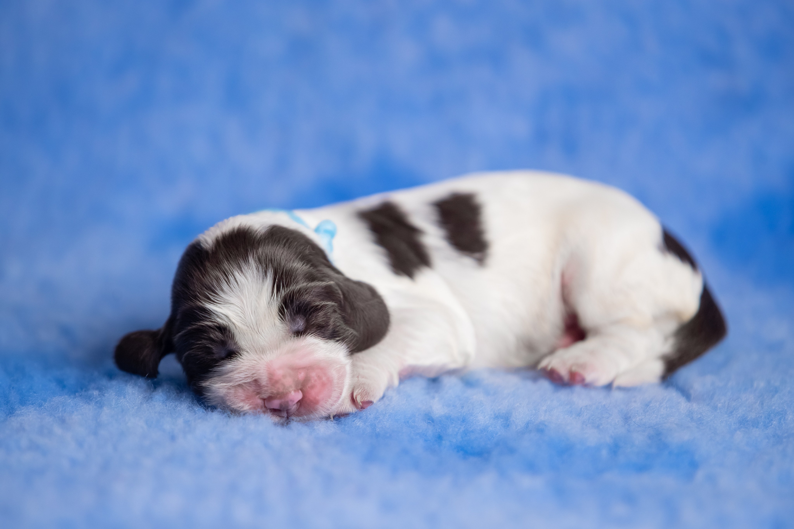 Male — Blue collar 💙. Website of the titled stud dog of the Springer Spaniel breed