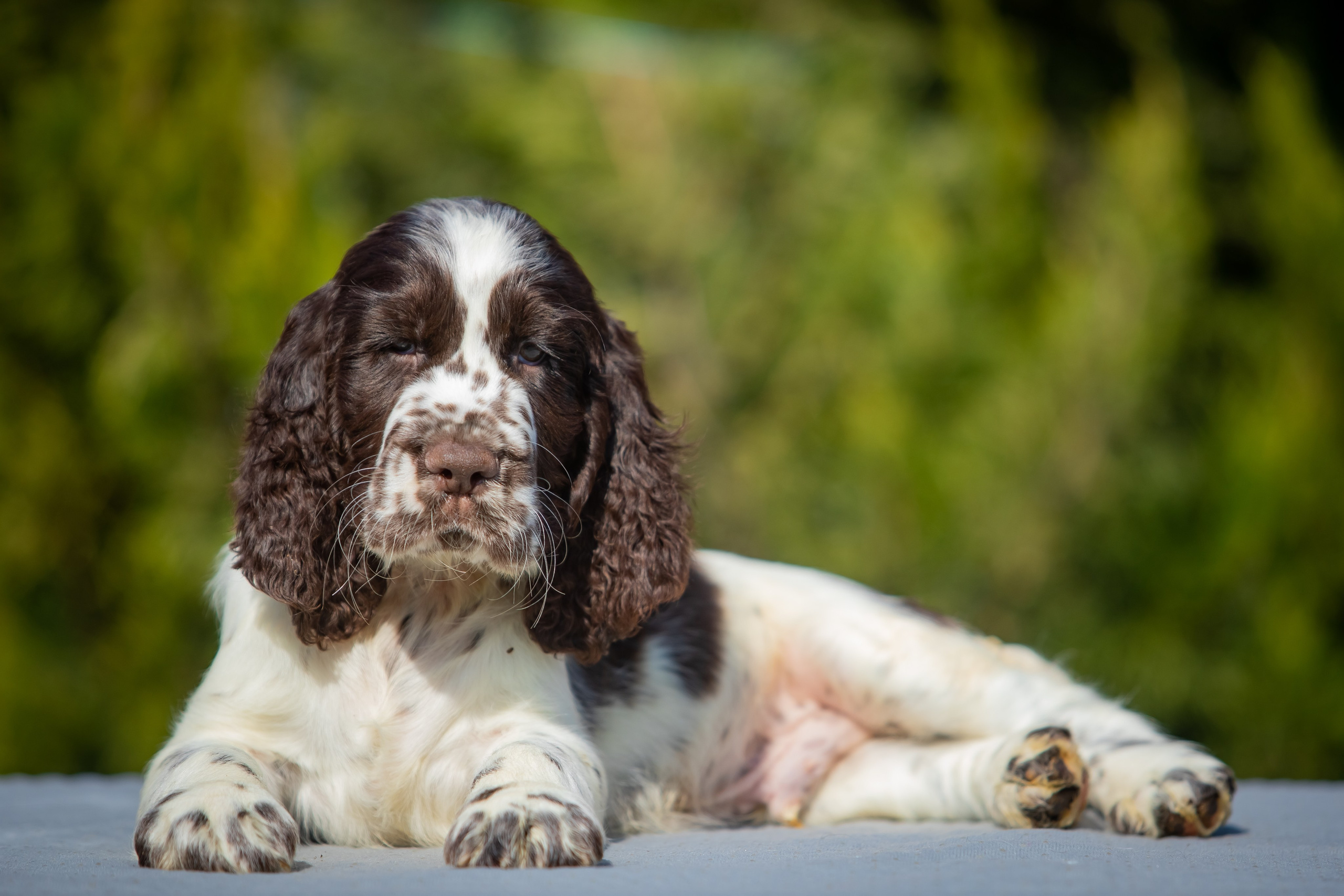 Male — Green collar 💚. Website of the titled stud dog of the Springer Spaniel breed