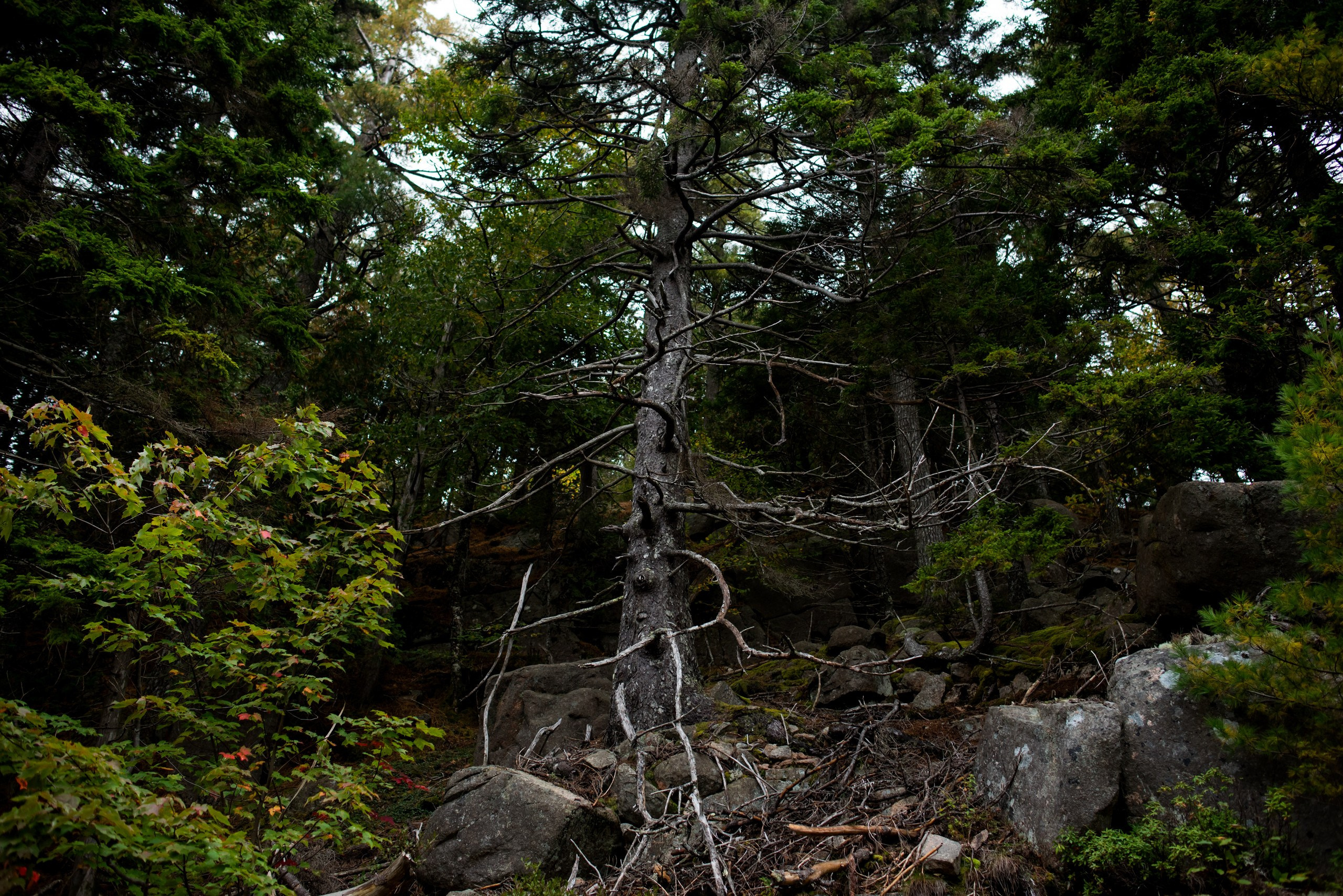 A + M. Wedding photographer in Orlando, Boston & New York Anderson Marques