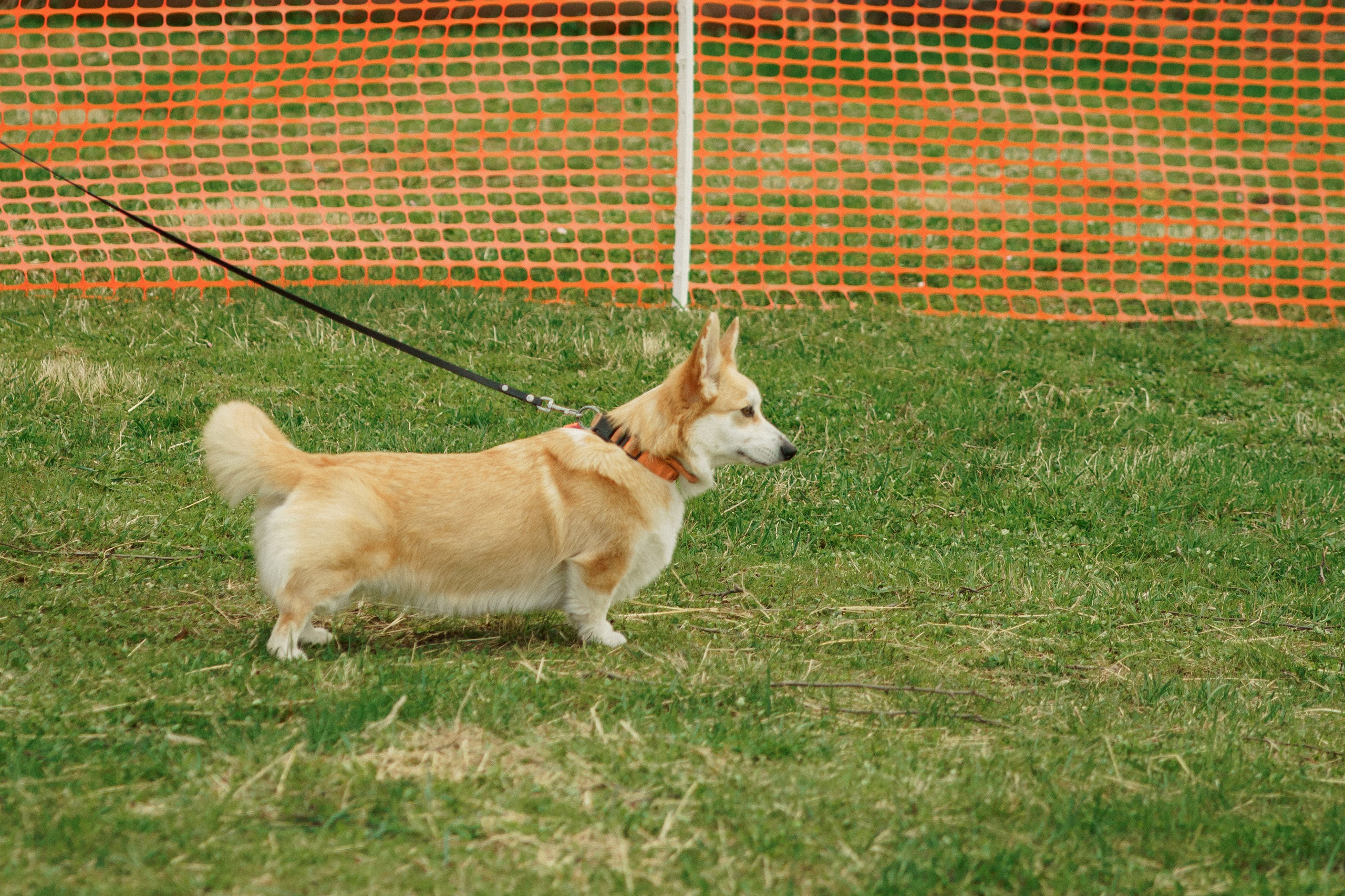 Herding Days, 26 apr. 2025. Kat Laisaar — Pet photographer in Tallinn