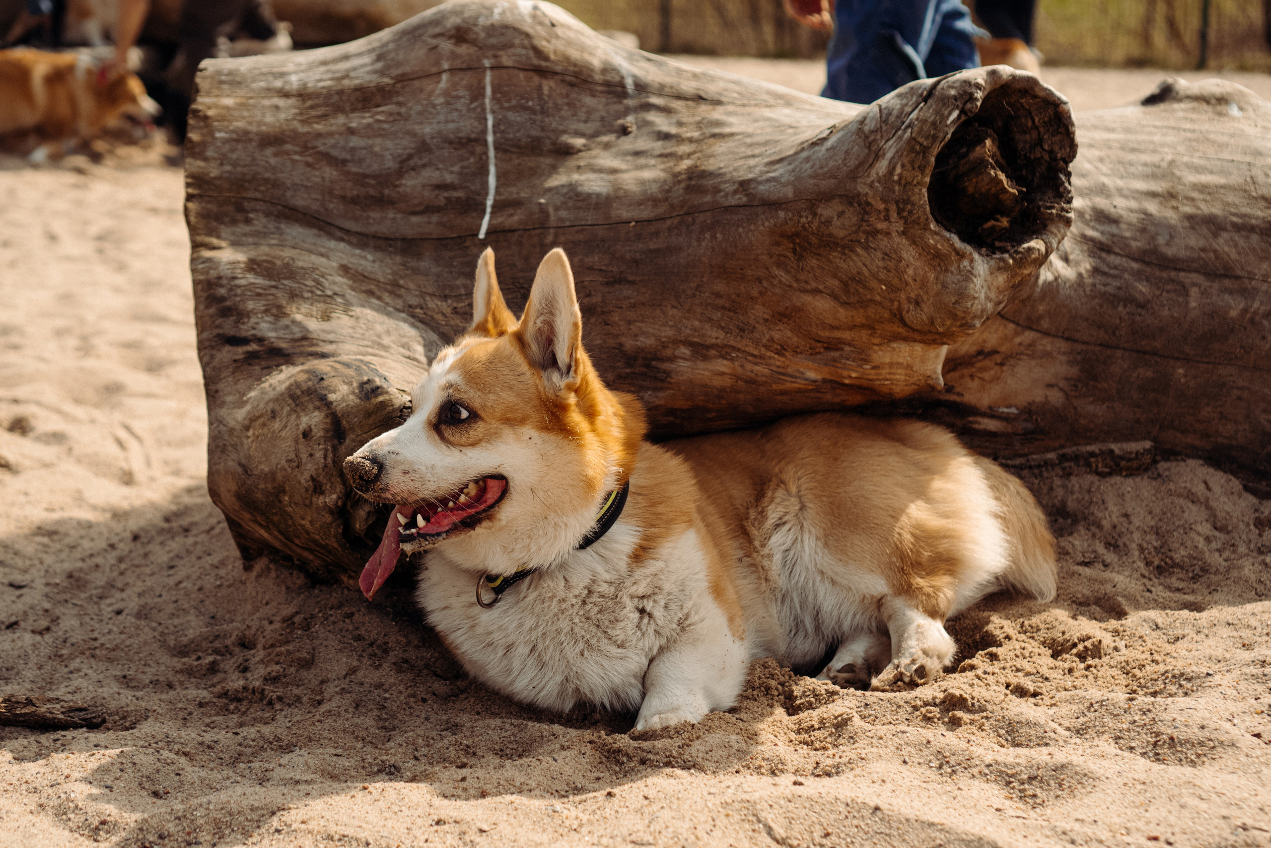 Corgi party, 18 apr. 2025. Kat Laisaar — Pet photographer in Tallinn