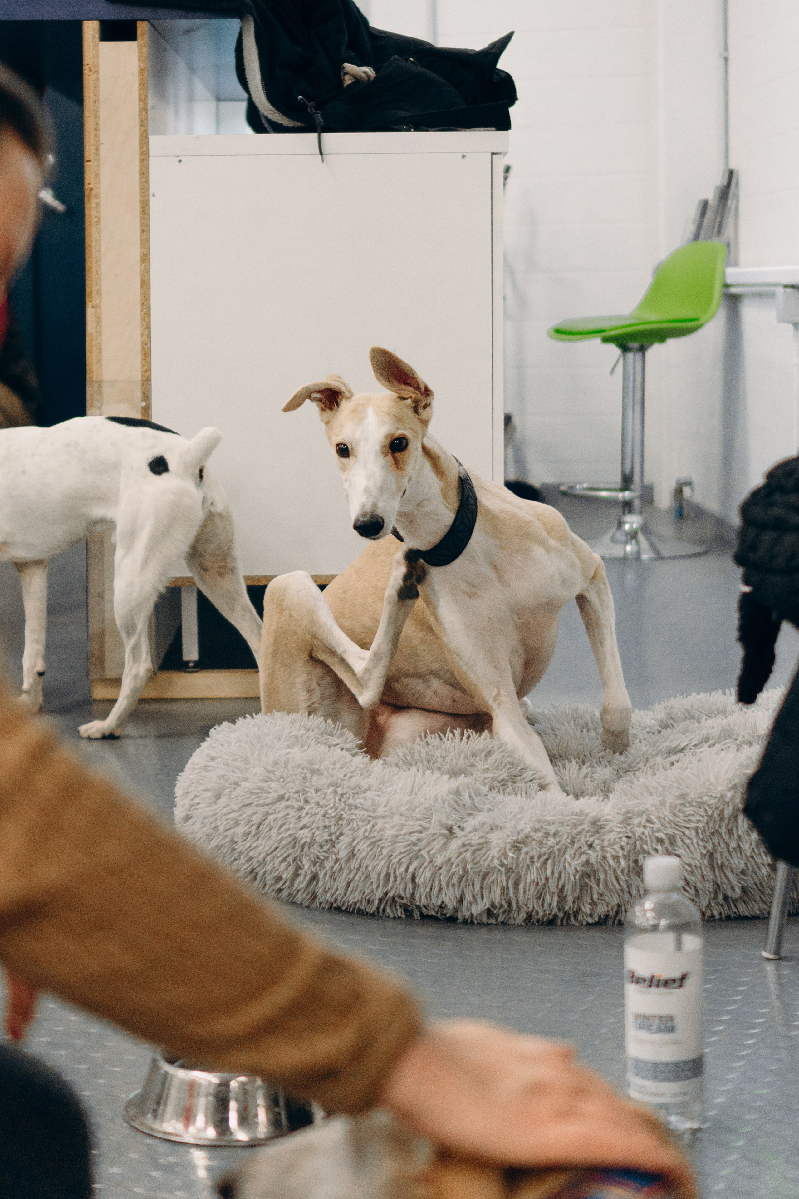 GalgoTreff / PetCity Rannamõisa, 13 apr. 2025. Kat Laisaar — Pet photographer in Tallinn