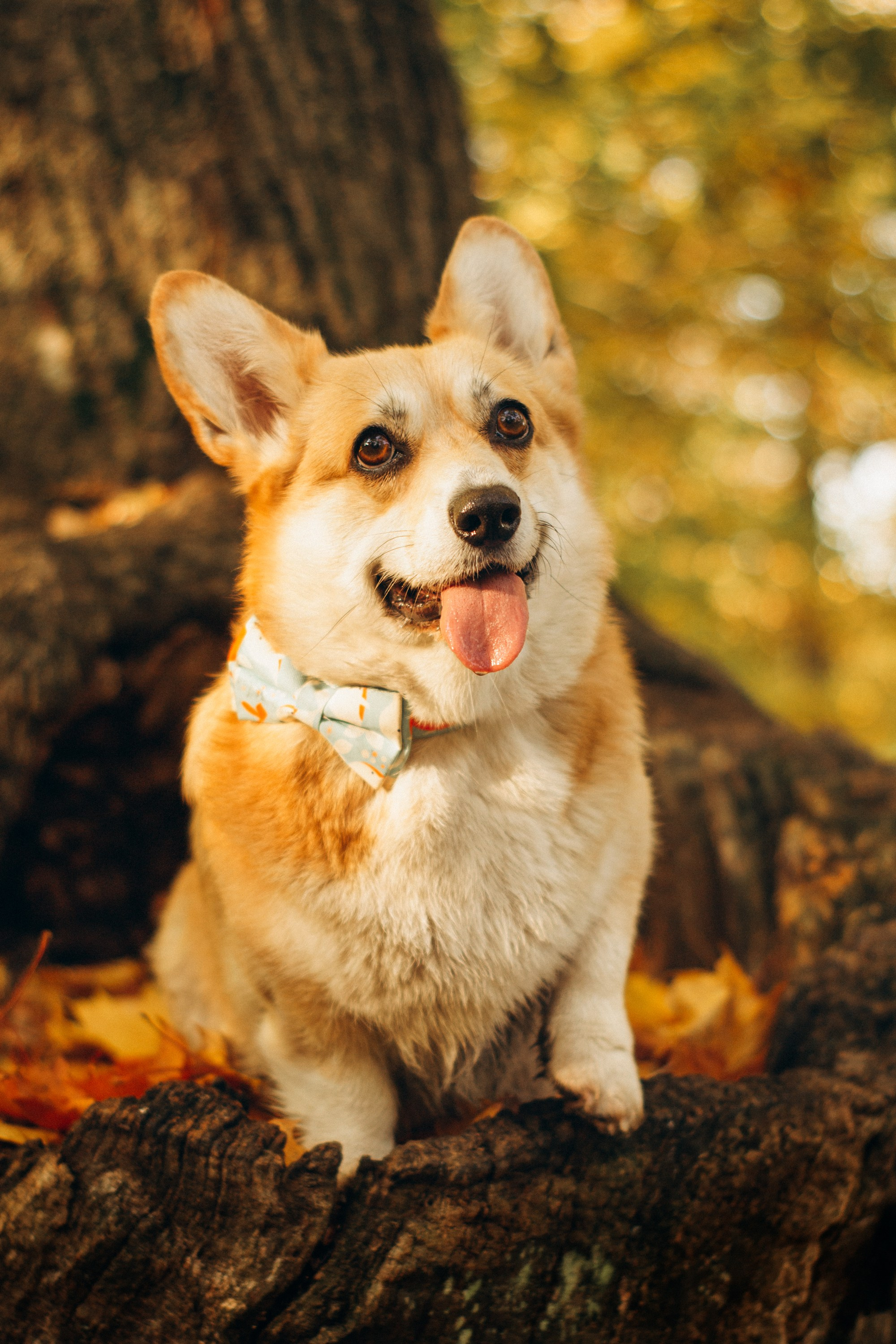 Irina and her Teffy, Pembroke Welsh Corgi. Kat Laisaar — Pet photographer in Tallinn