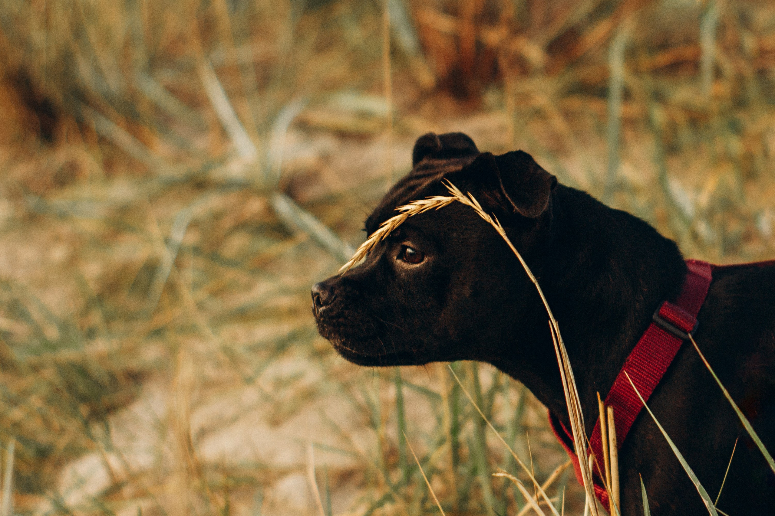 Severa and Barracuda, Staffordshire Bull Terriers. Kat Laisaar — Pet photographer in Tallinn