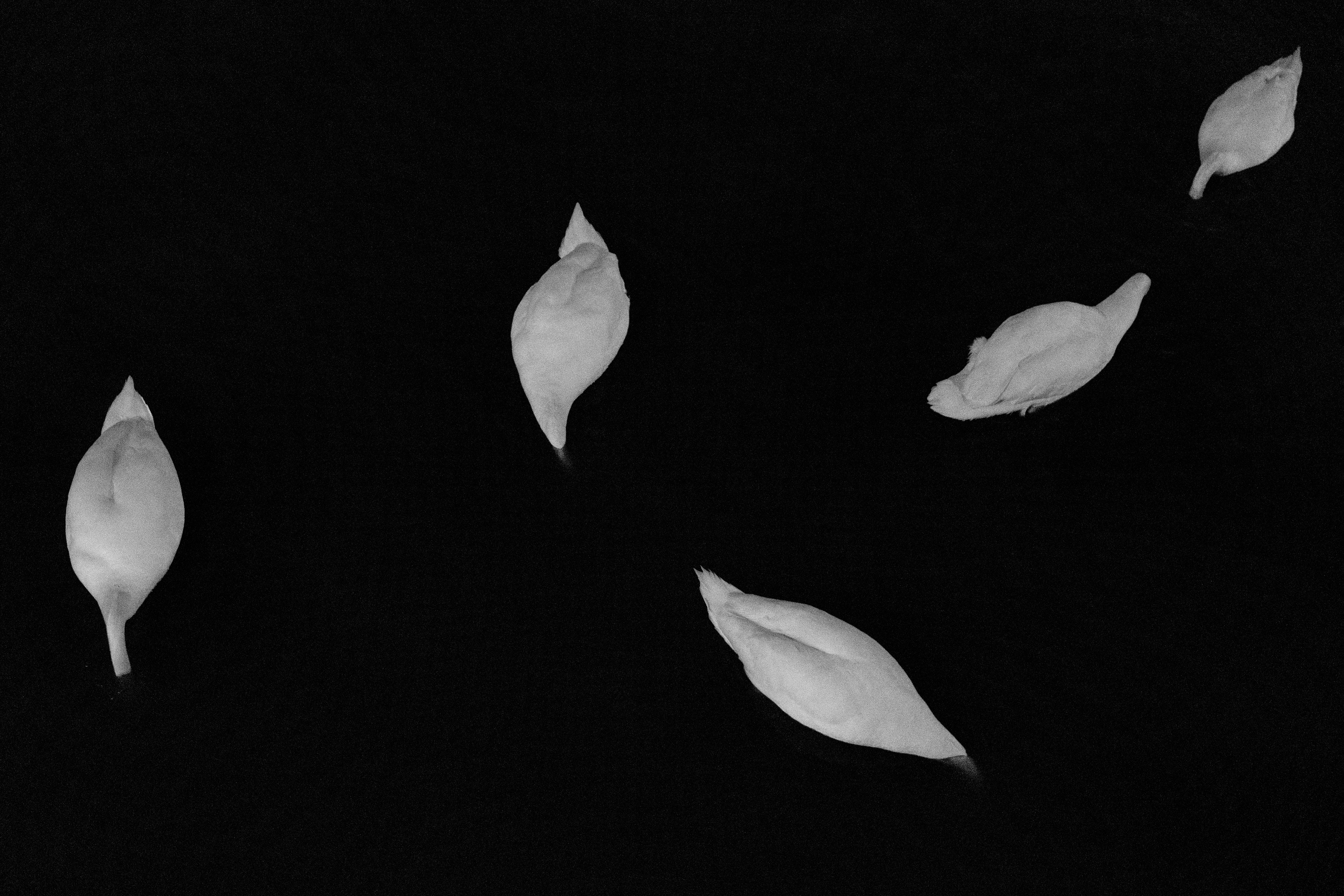 Friends or foes. Maija Bondar Photographer