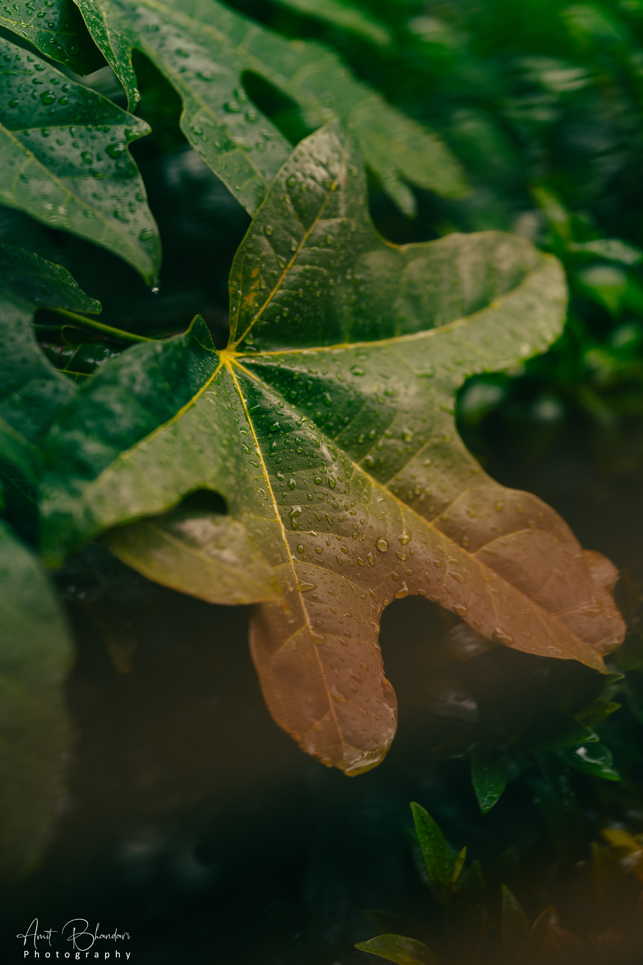 Nature. Freelance Photographer in Newcastle & Central Coast