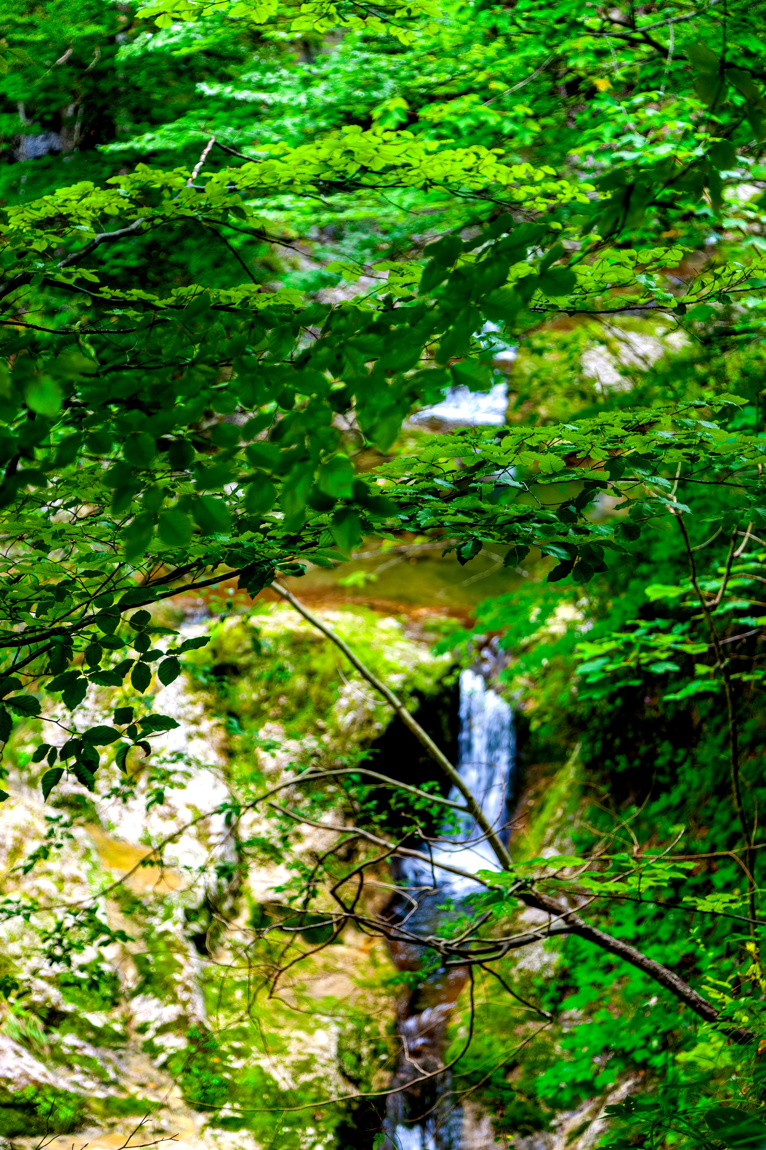 197.Ötscher Base Nature Park.Austria.21.8.2025. Путешествия в формате 360......