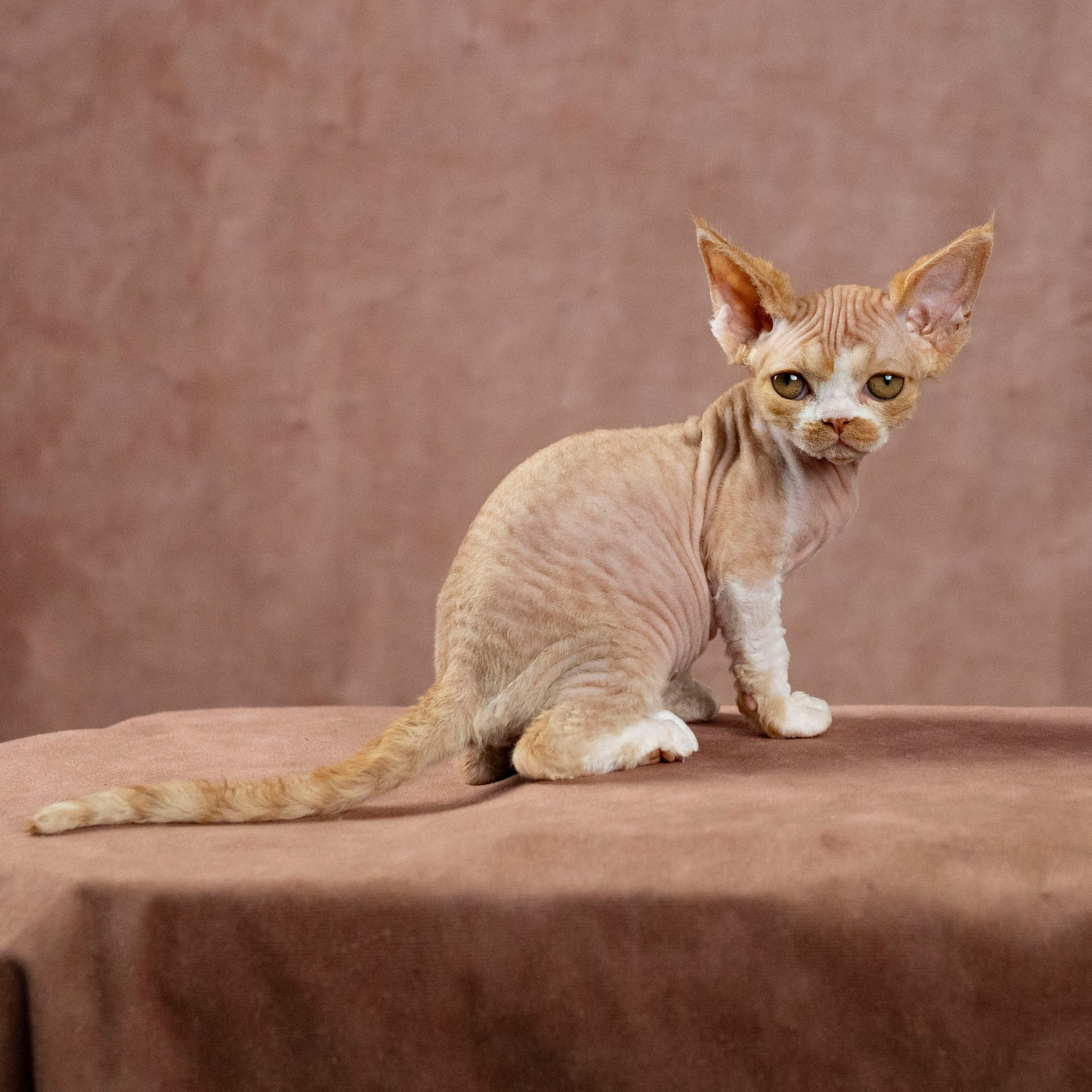 Dobby, boy. Devon Rex Pixie Cattery