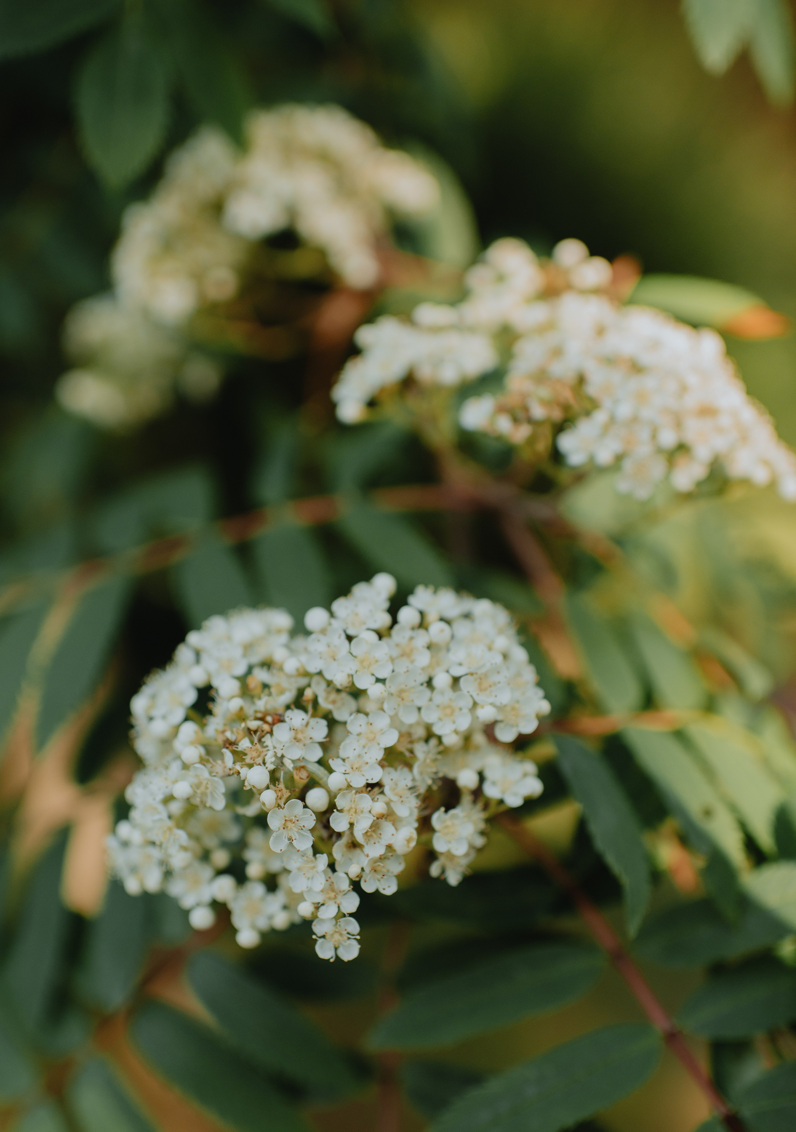 Alina and Grettar. Michalina Dzianach Wedding Photographer Iceland