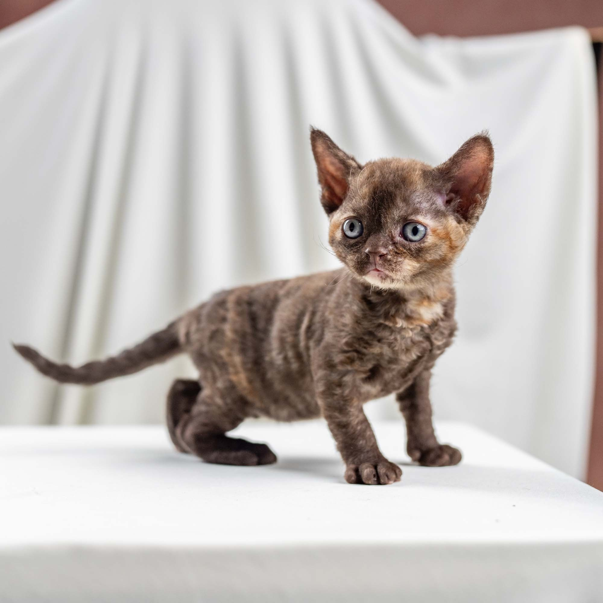 Dory, girl, born on 06.06.24 SOLD. Devon Rex Pixie Cattery