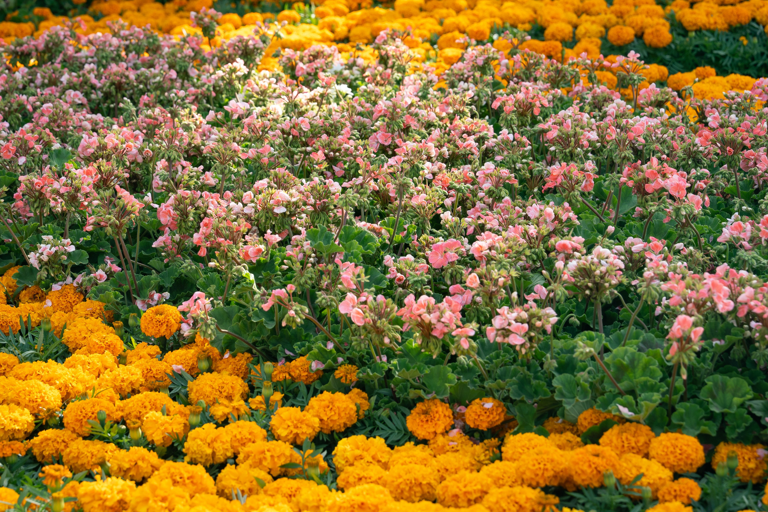 Flower Fest 2026