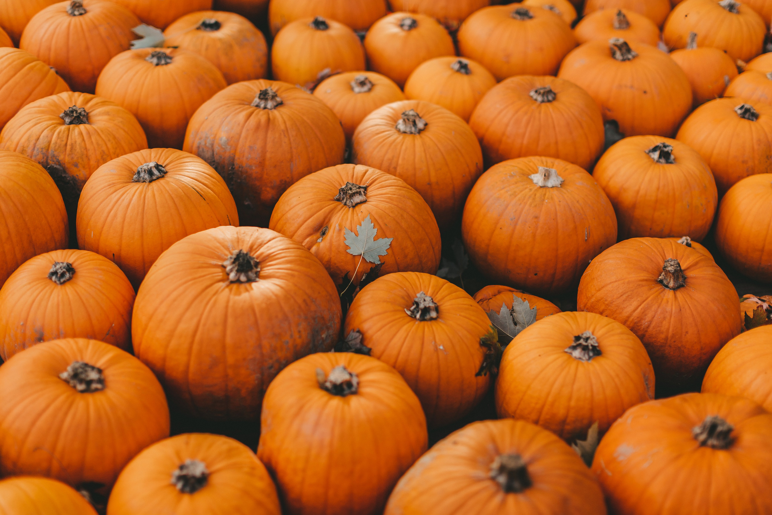 Фестиваль тыкв в Людвигсбурге. Фотограф в Германии — Мария Чистякова