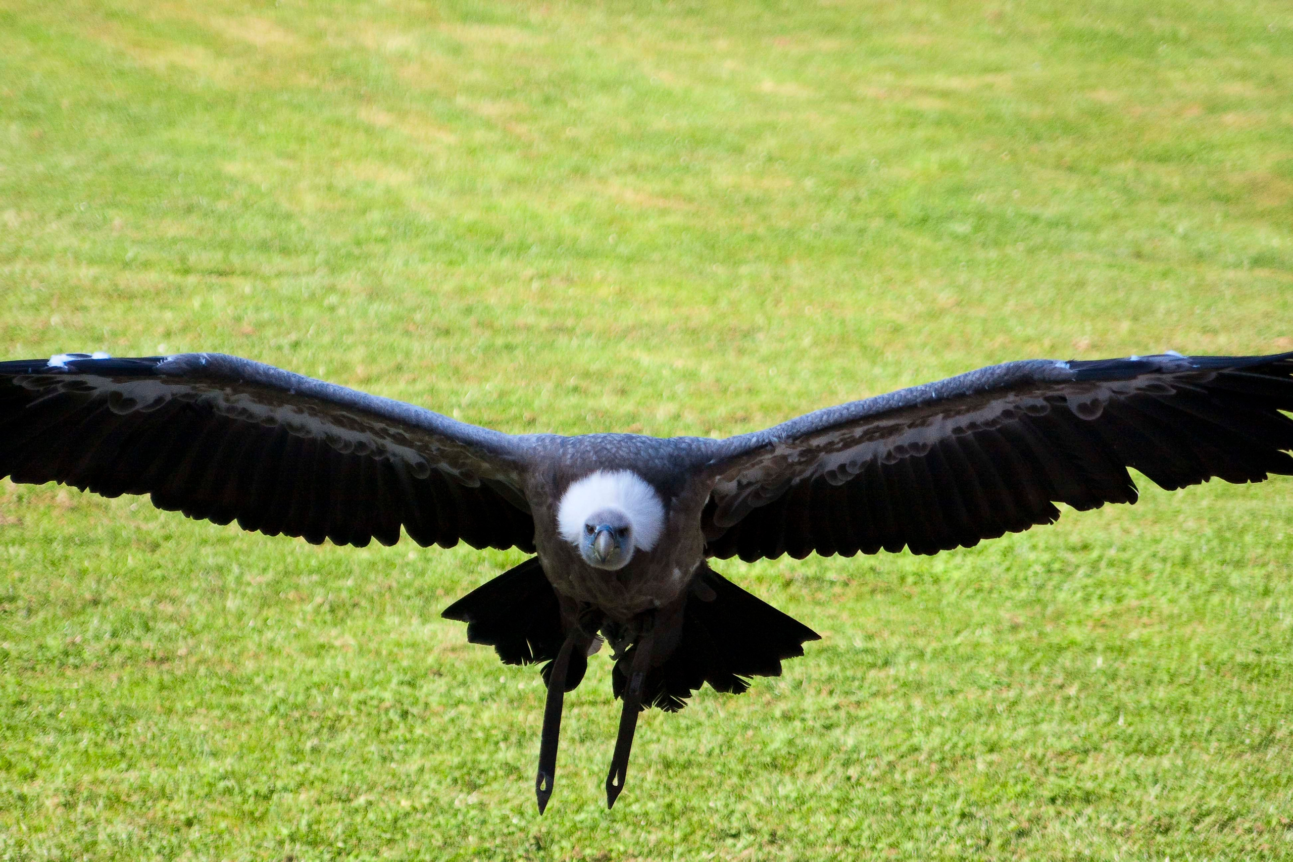 Wildpark Tambach. FOTO KREATIV