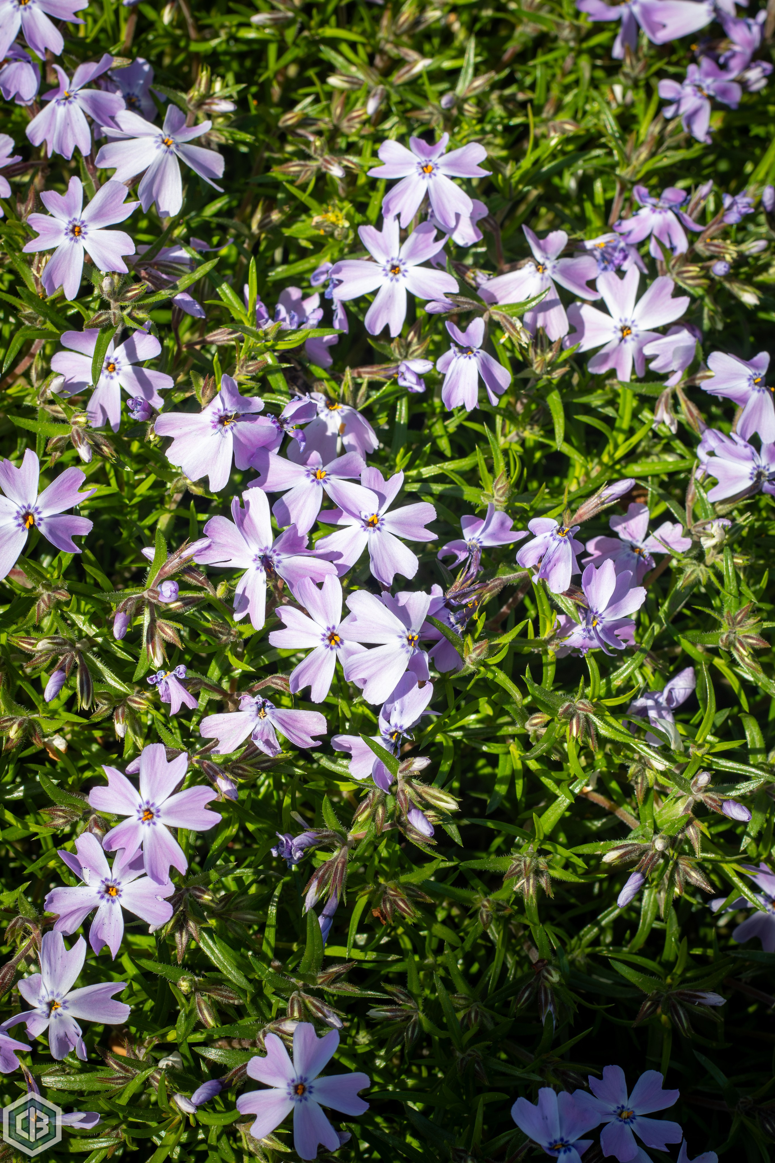 A bold greeting from spring. Cristian Baltag | Photography | Capturing Moments in Iasi
