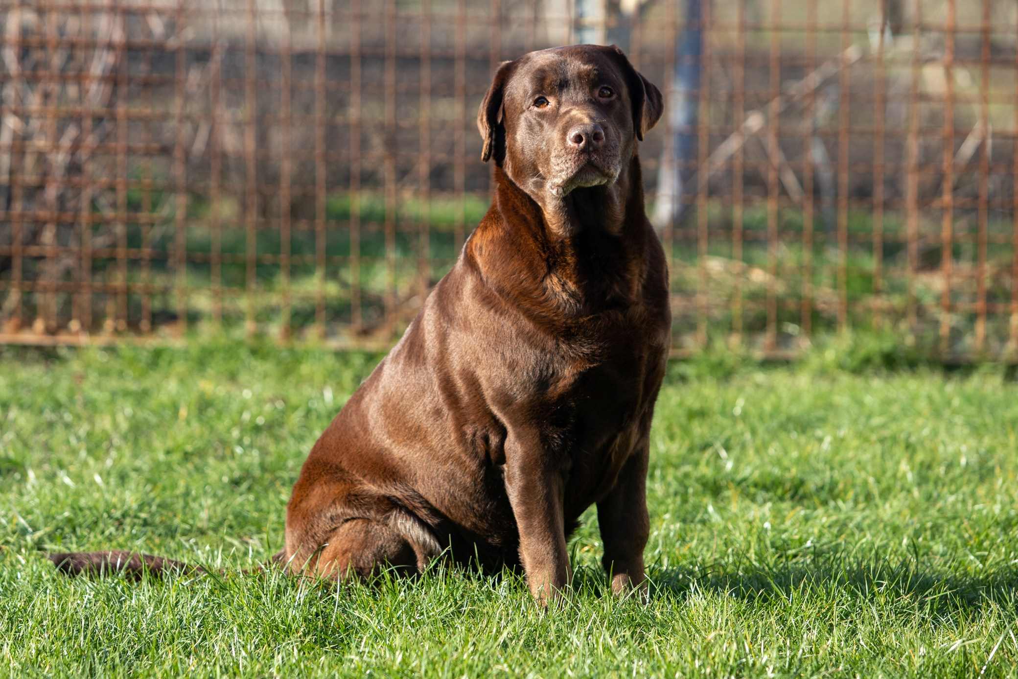 Fanny. Цуценята лабрадор ретривера, Дніпро, Україна