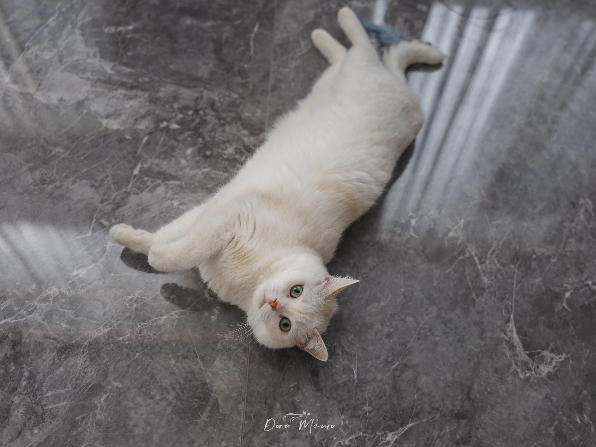 A Shanghai Family Photographer Captures a Newborn Baby Meeting the Family Cat. Shanghai Family Photographer Dora