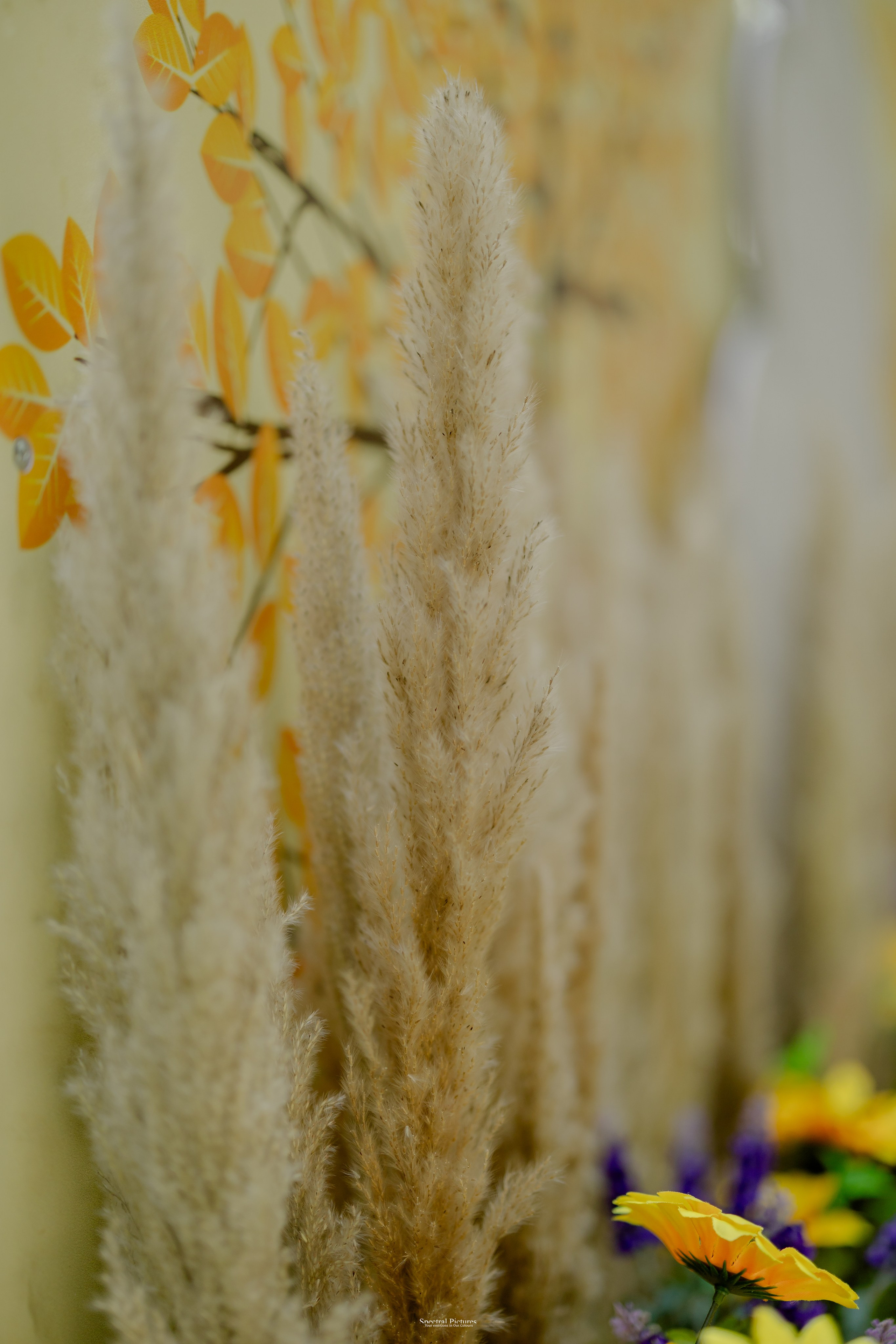 “Bob’s Bar to The Big Day — Starring Amulya & Aditya”