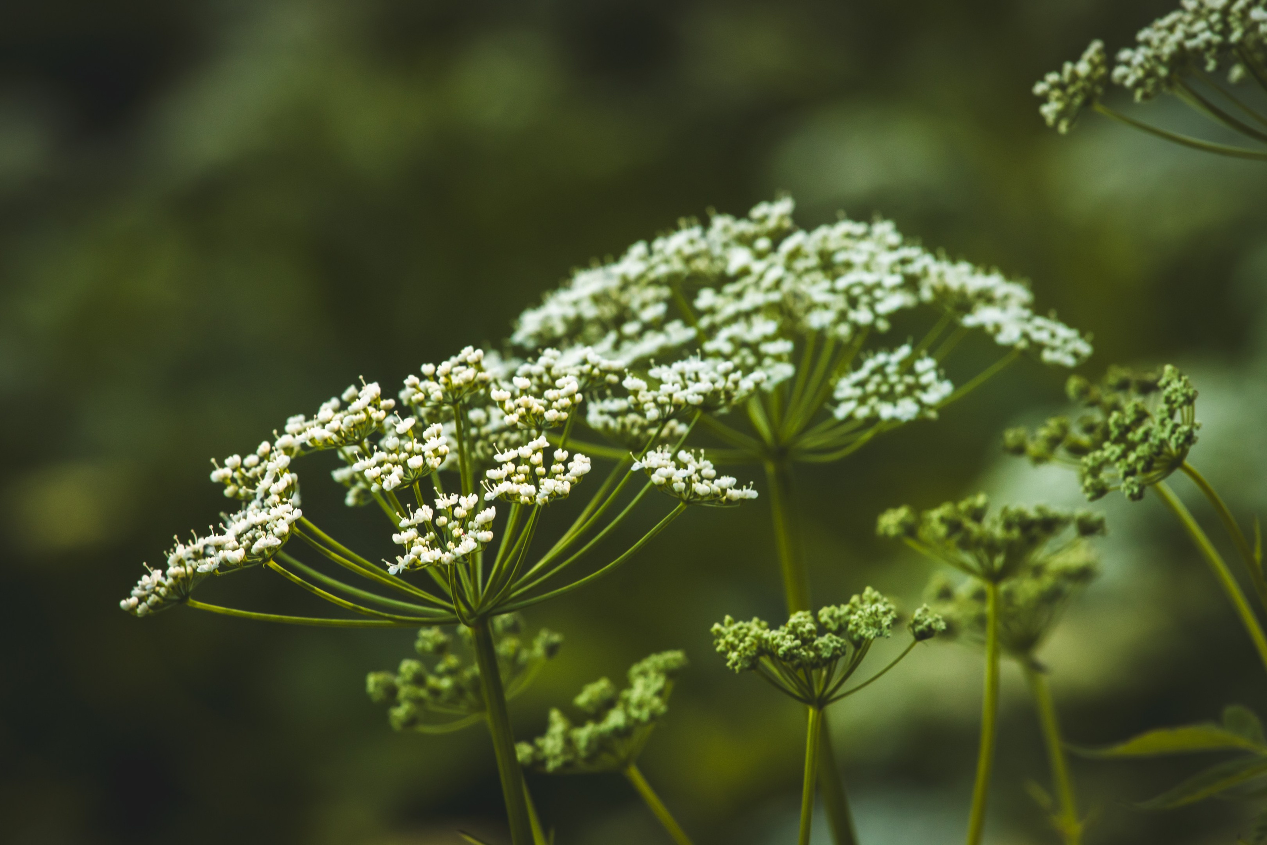 Jalgrattasõit ümbruskonnas. Nebula 25 — Fotod teie hingele