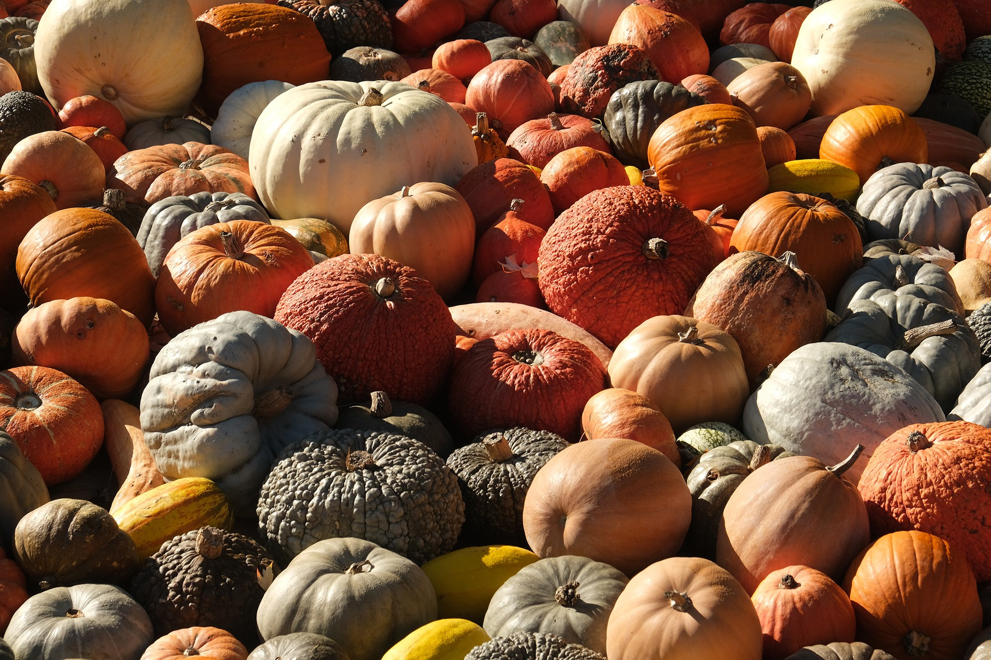 Фестиваль тыквы. Elina Reisen. Туристическое агентство в Аугсбурге