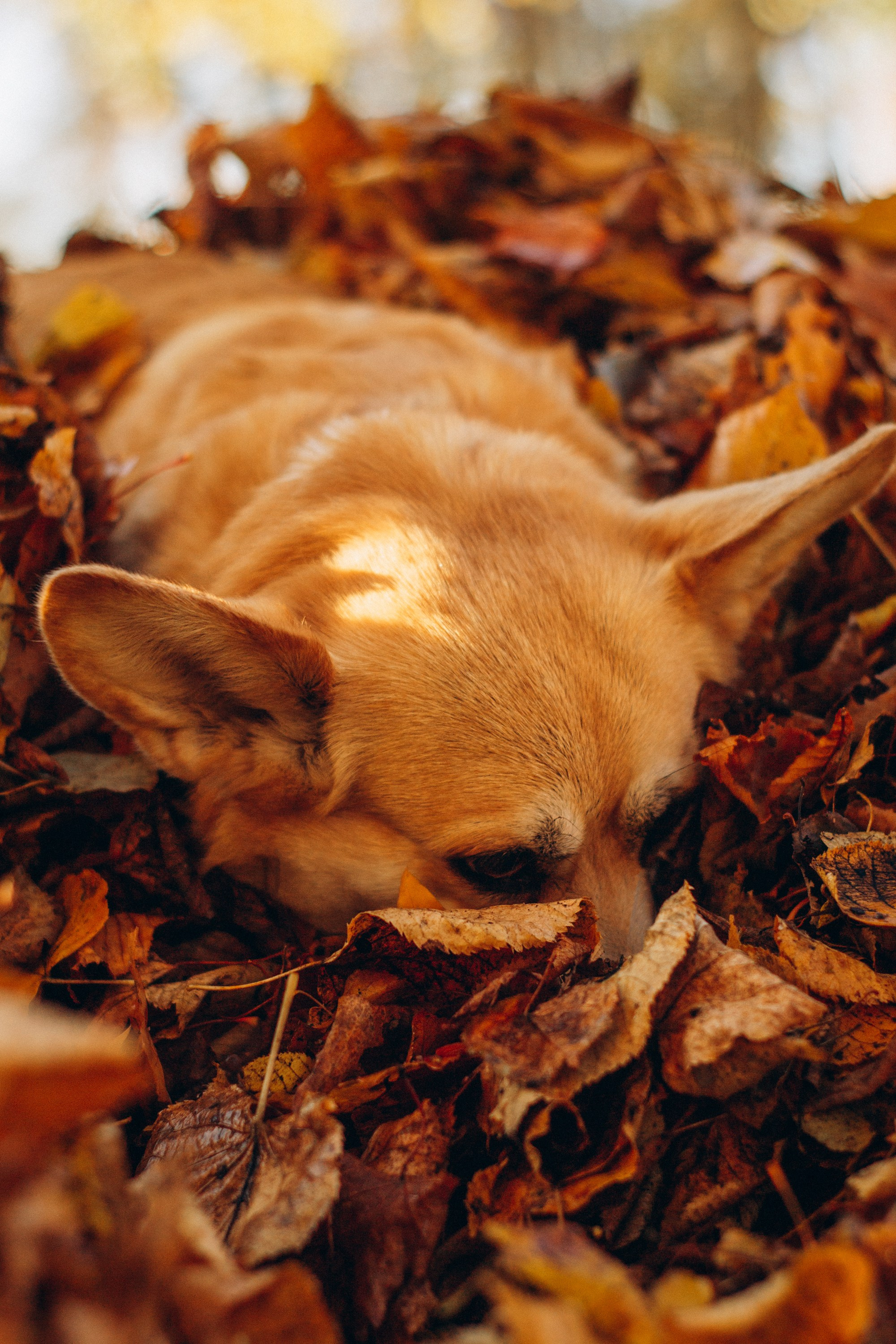 Irina and her Teffy, Pembroke Welsh Corgi. Kat Laisaar — Pet photographer in Tallinn