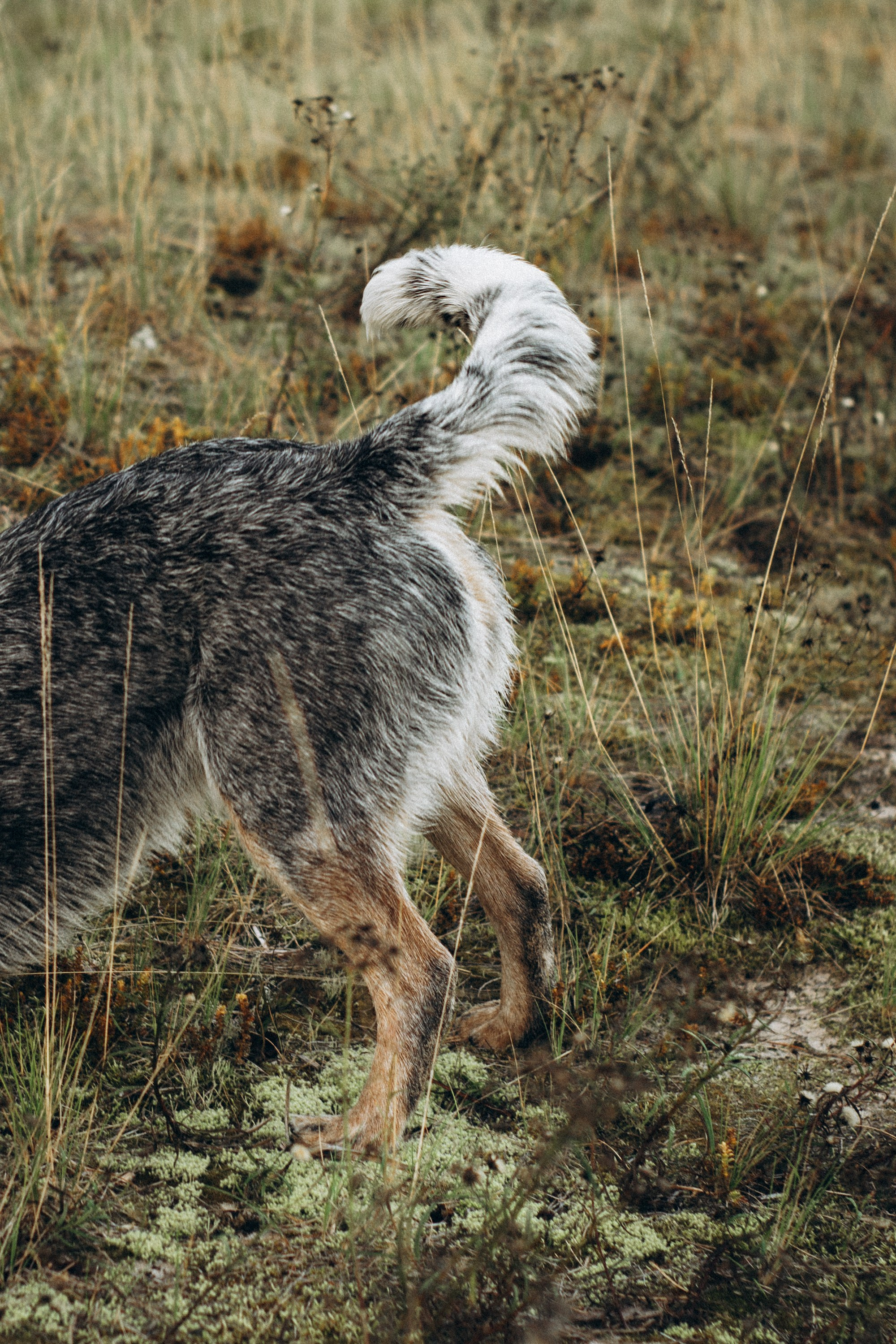 Dakota, Australian Cattle Dog. Kat Laisaar — Pet photographer in Tallinn