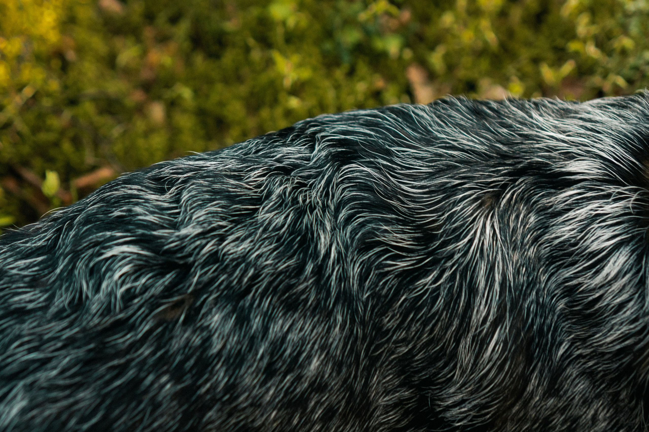 Oskar, Maria & Dmitrii. Kat Laisaar — Pet photographer in Tallinn