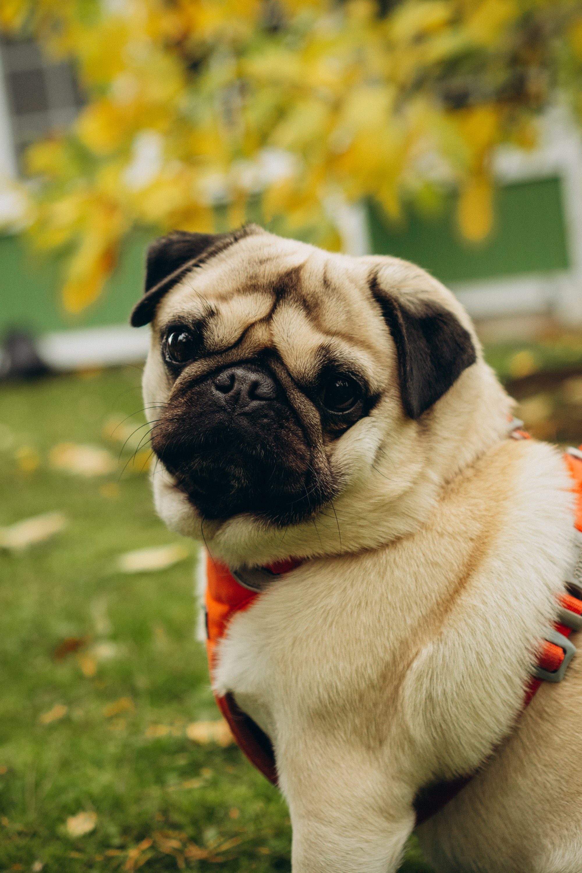 Jelena and her Sandy, Pug and Katja and her Safiir, Cardigan Welsh Corgi. Kat Laisaar — Pet photographer in Tallinn