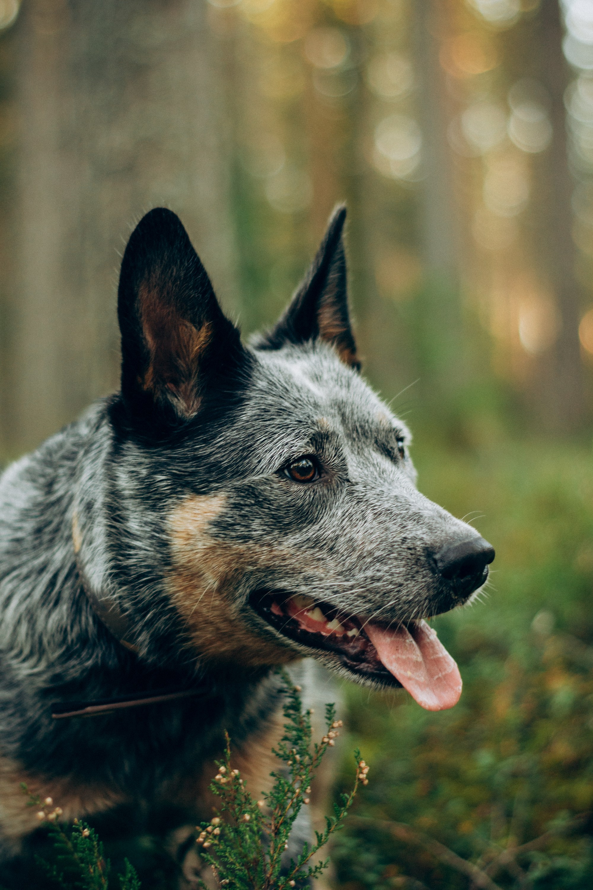 Polina and her Dakota, Blue Heeler. Kat Laisaar — Pet photographer in Tallinn