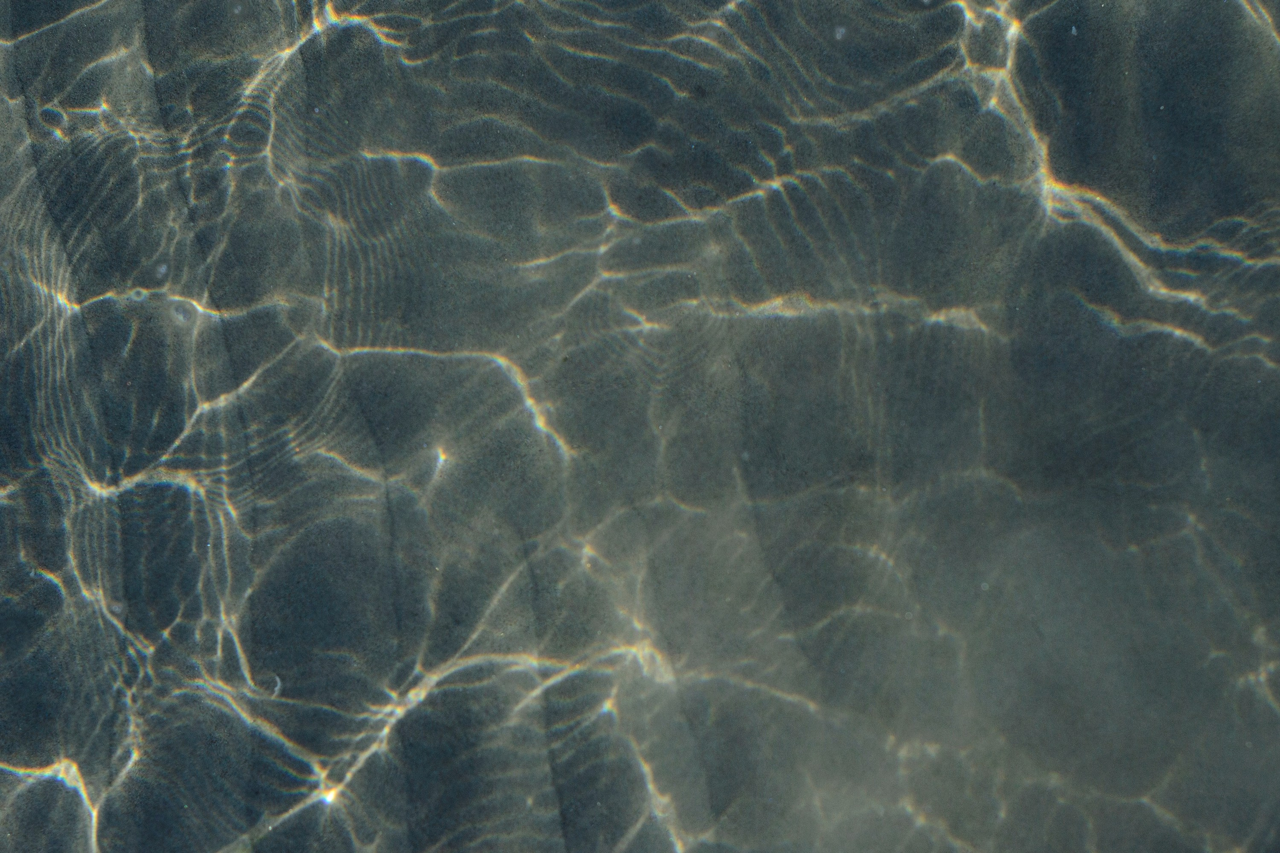 Dakota, Australian Cattle Dog. Kat Laisaar — Pet photographer in Tallinn