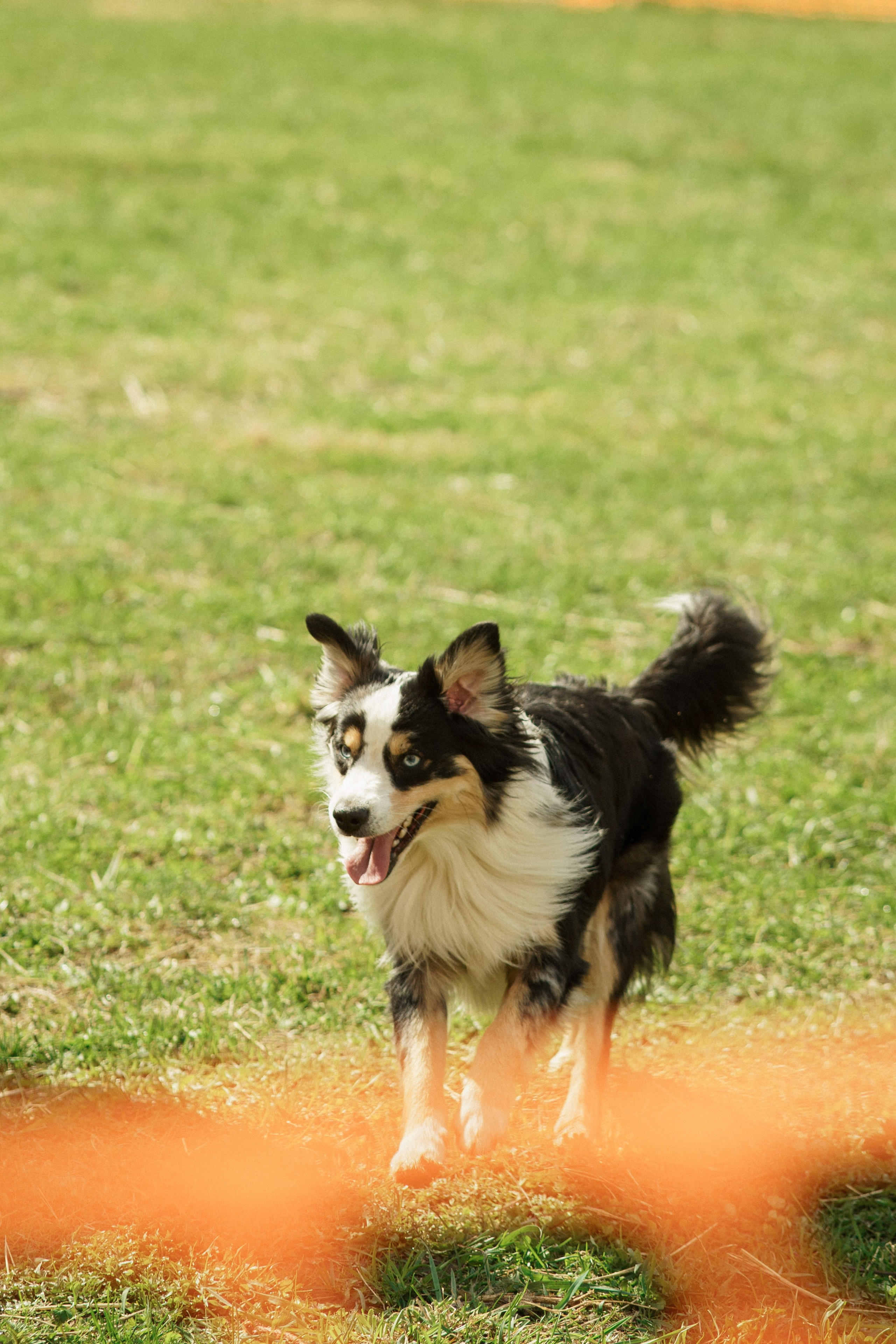 Herding Days, 26 apr. 2025. Kat Laisaar — Pet photographer in Tallinn