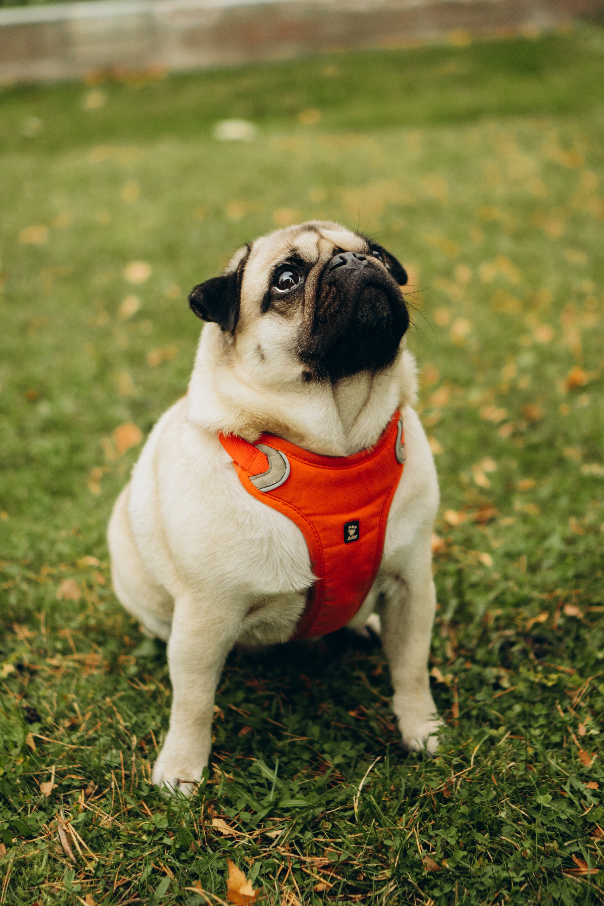 Jelena and her Sandy, Pug and Katja and her Safiir, Cardigan Welsh Corgi. Kat Laisaar — Pet photographer in Tallinn