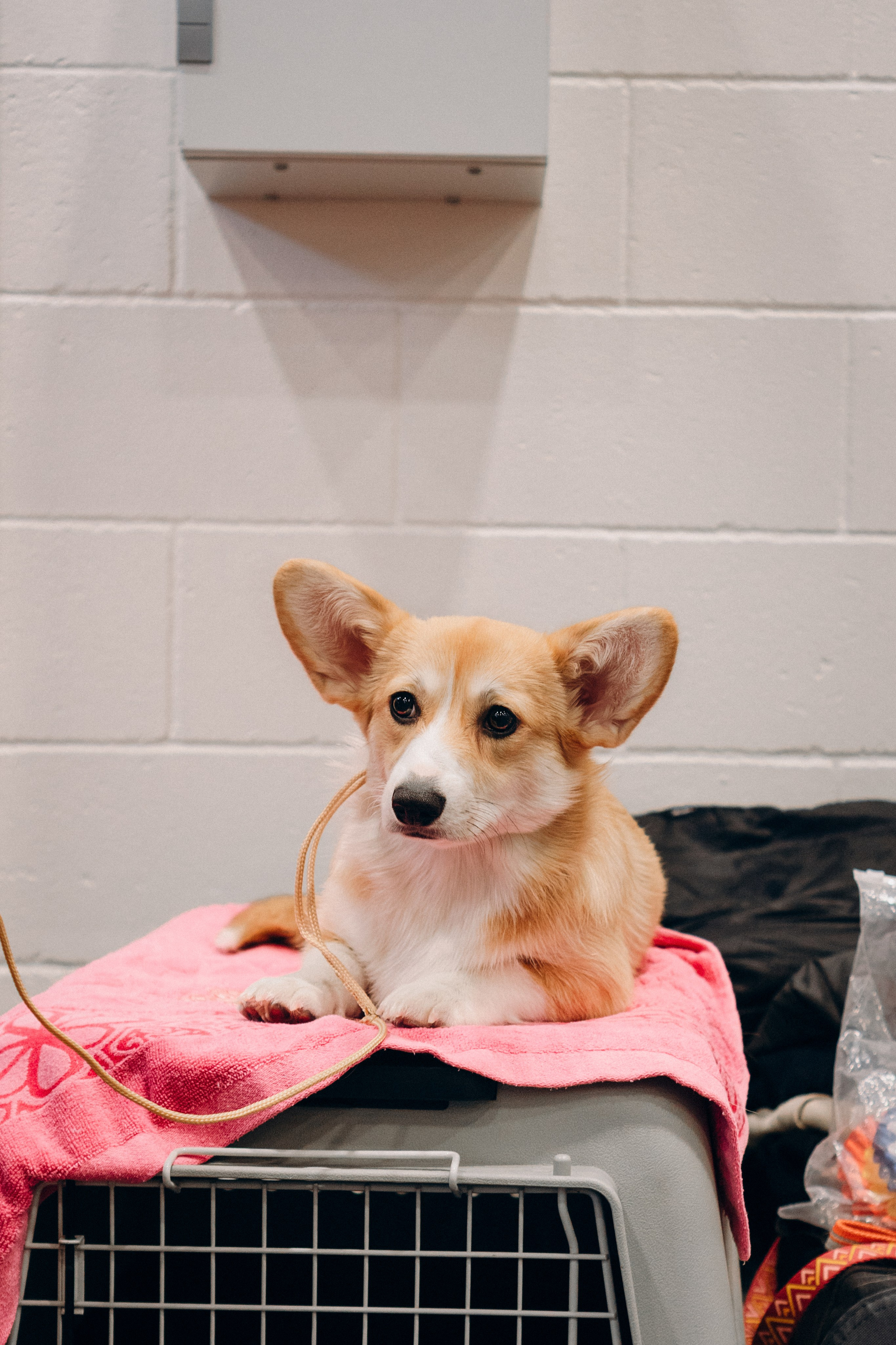 Pärnu dog weekend photo report. Kat Laisaar — Pet photographer in Tallinn