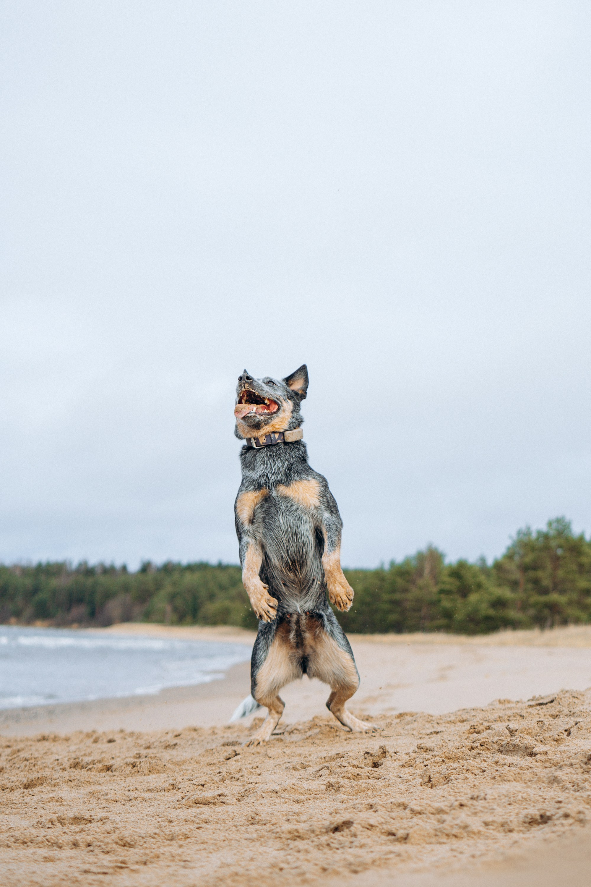 Polina and her Dakota, Australian Cattle Dog. Kat Laisaar — Pet photographer in Tallinn