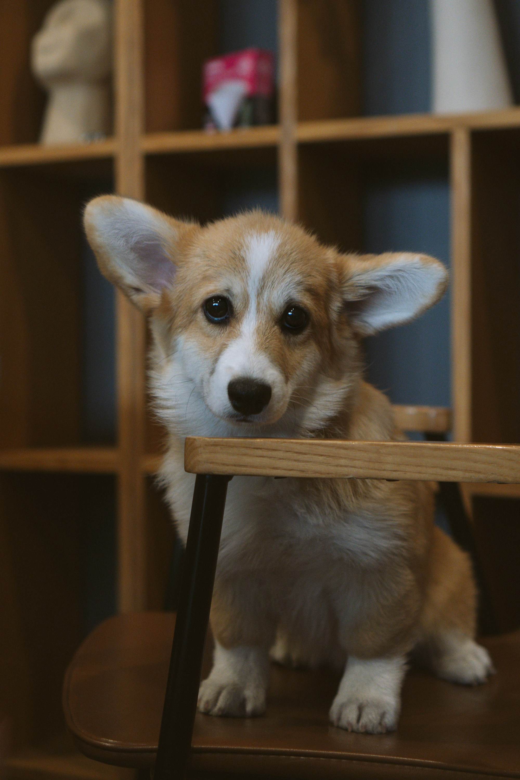 Anastasia and her Ada, Pembroke Welsh Corgi. Kat Laisaar — Pet photographer in Tallinn