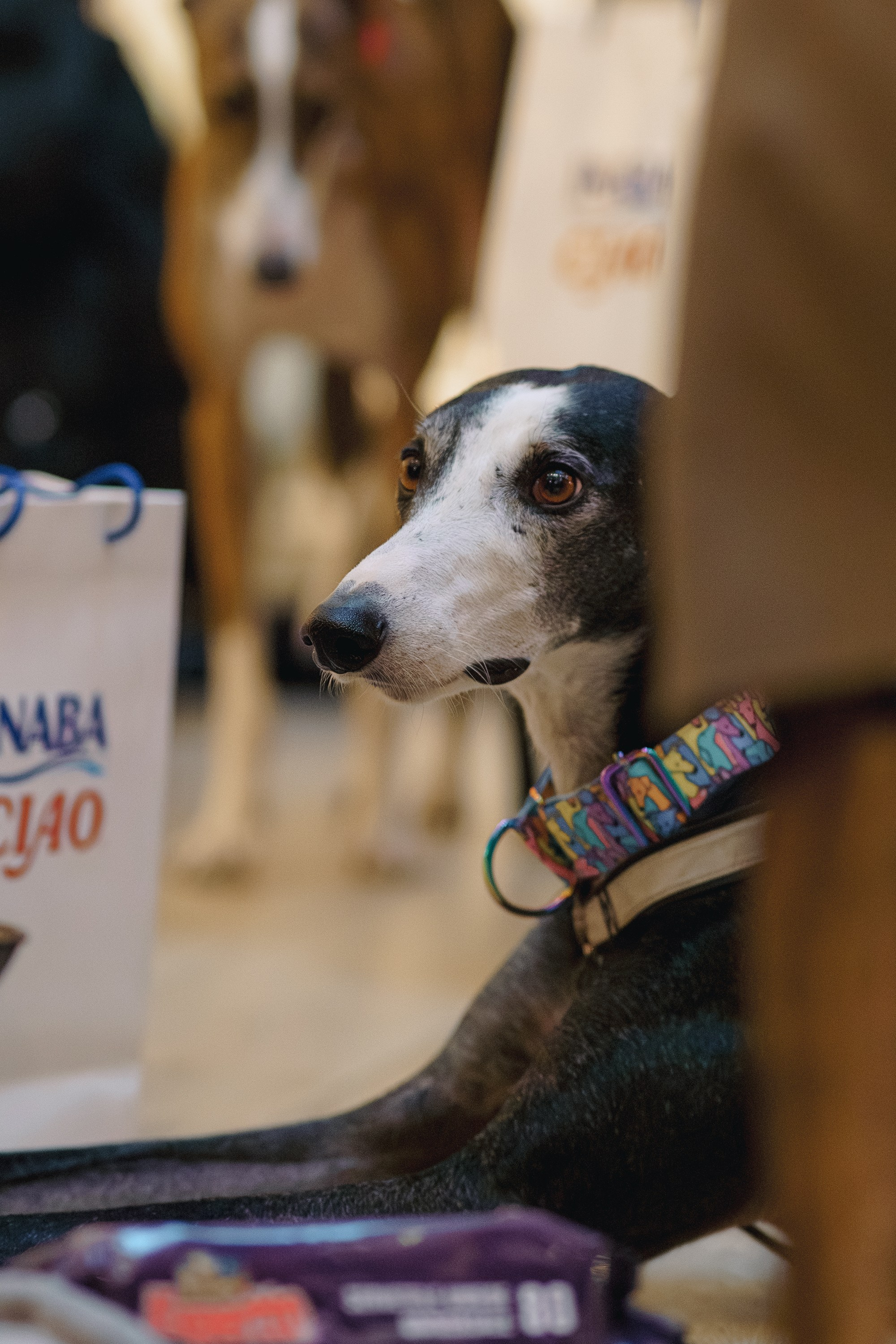 GalgoTreff / Solaris keskus 16 november. Kat Laisaar — Pet photographer in Tallinn