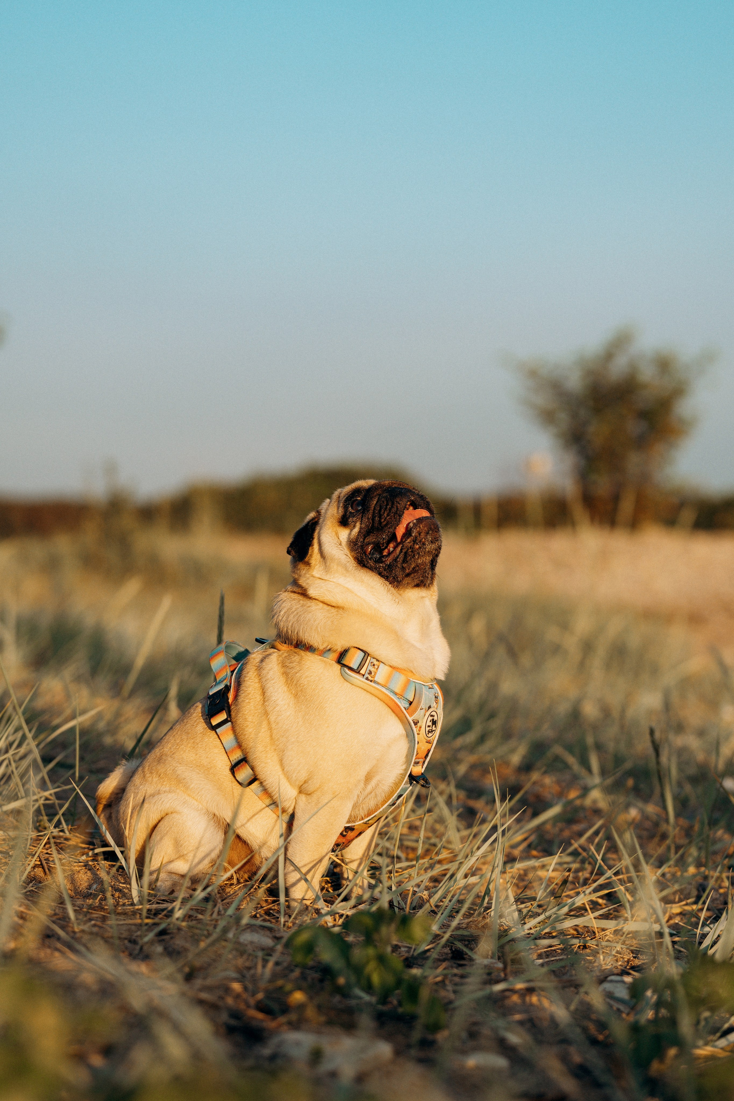 Frank, Tony, Katerina & Lev. Kat Laisaar — Pet photographer in Tallinn