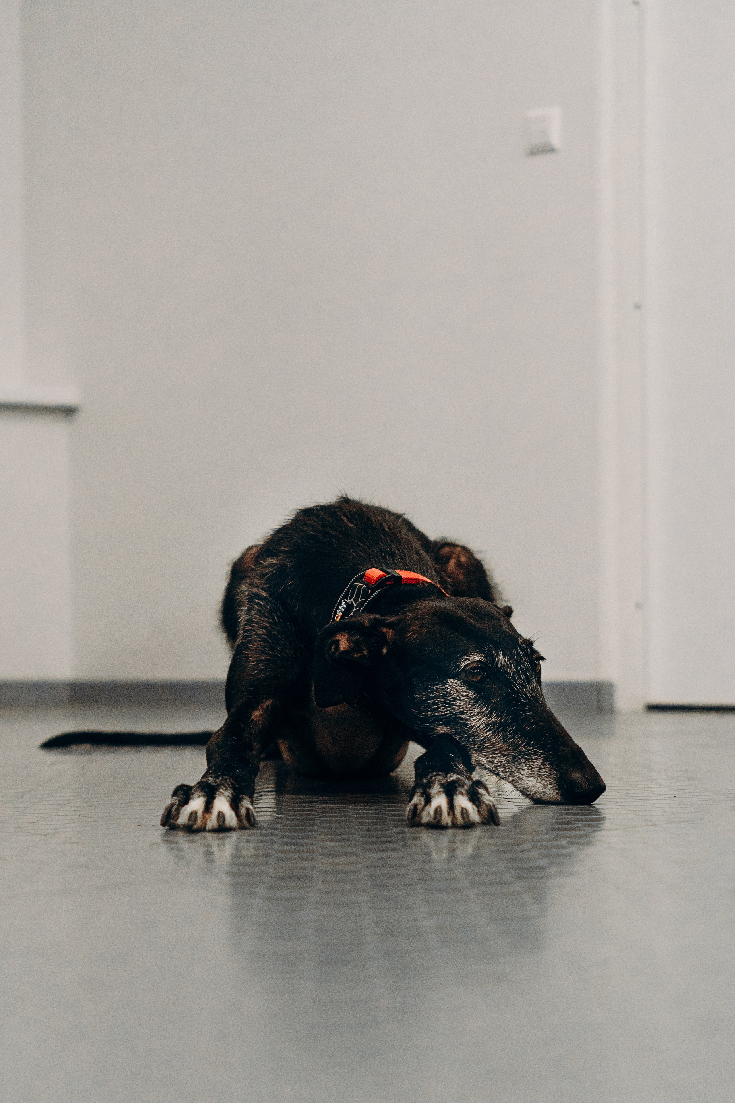 Galgotreff, 9 feb. 2025. Kat Laisaar — Pet photographer in Tallinn