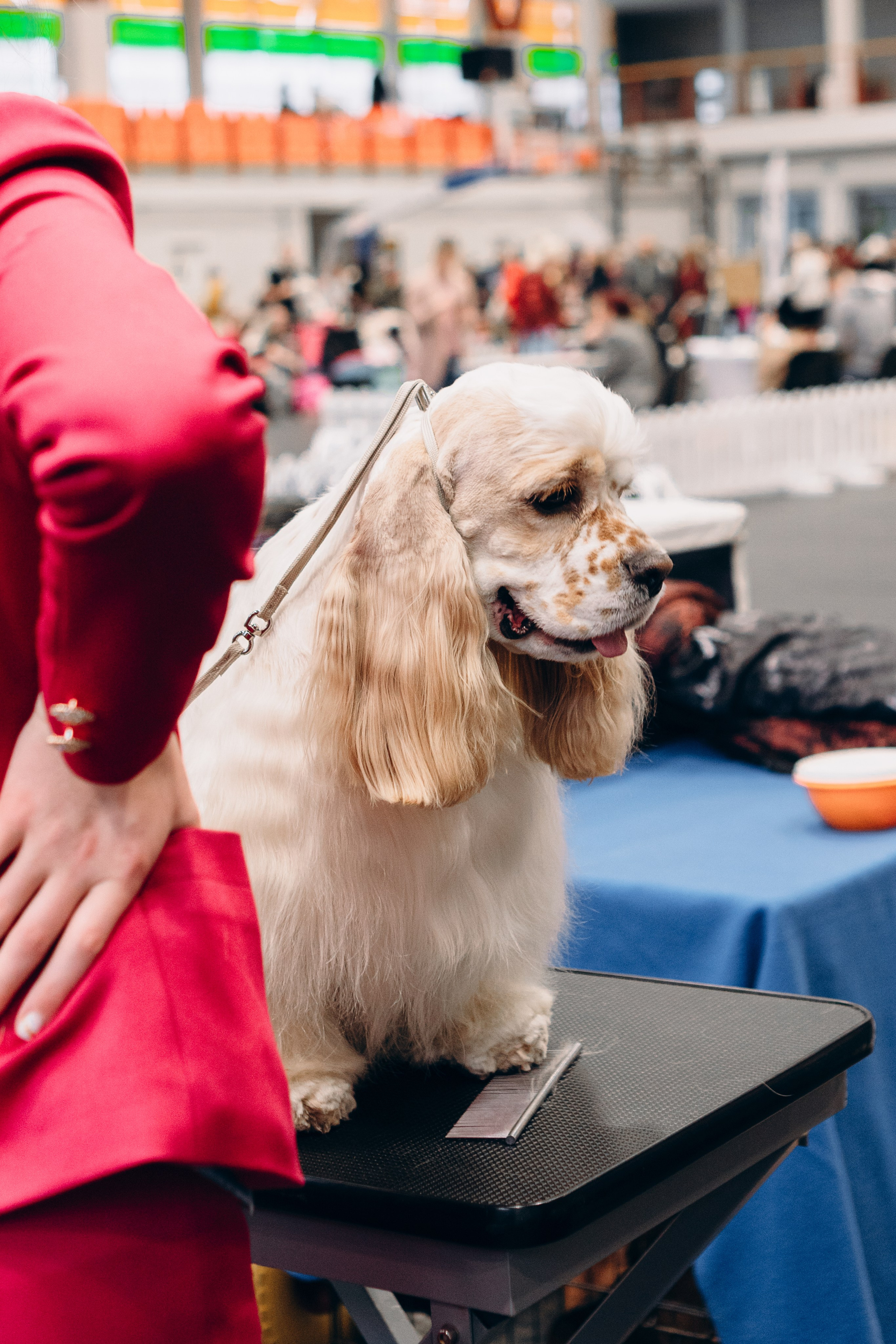 Pärnu dog weekend photo report. Kat Laisaar — Pet photographer in Tallinn