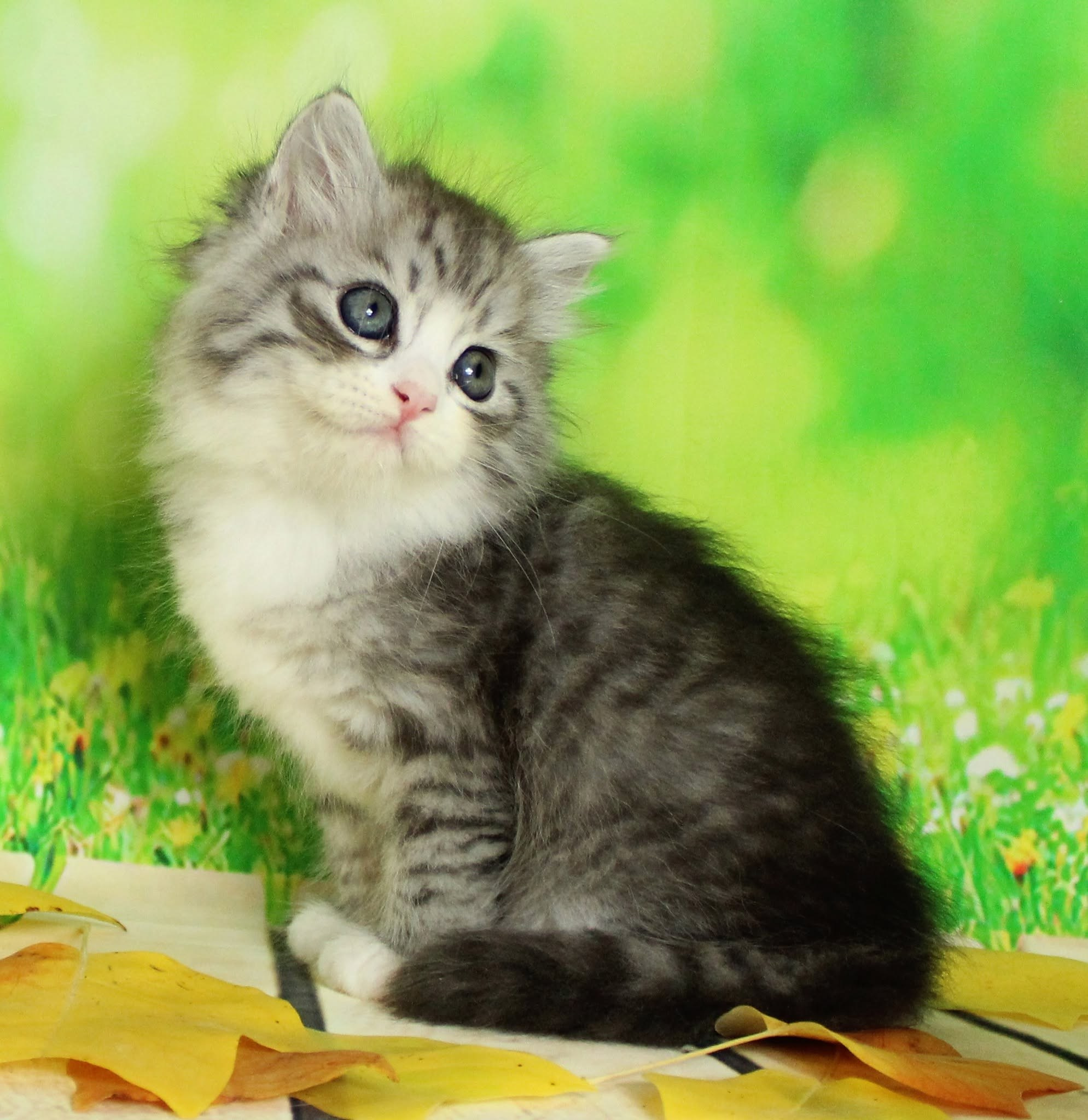 Katzen | Females. SIBERIALIS: Katzenzucht von Sibirischen und Neva Masquarade Katzen